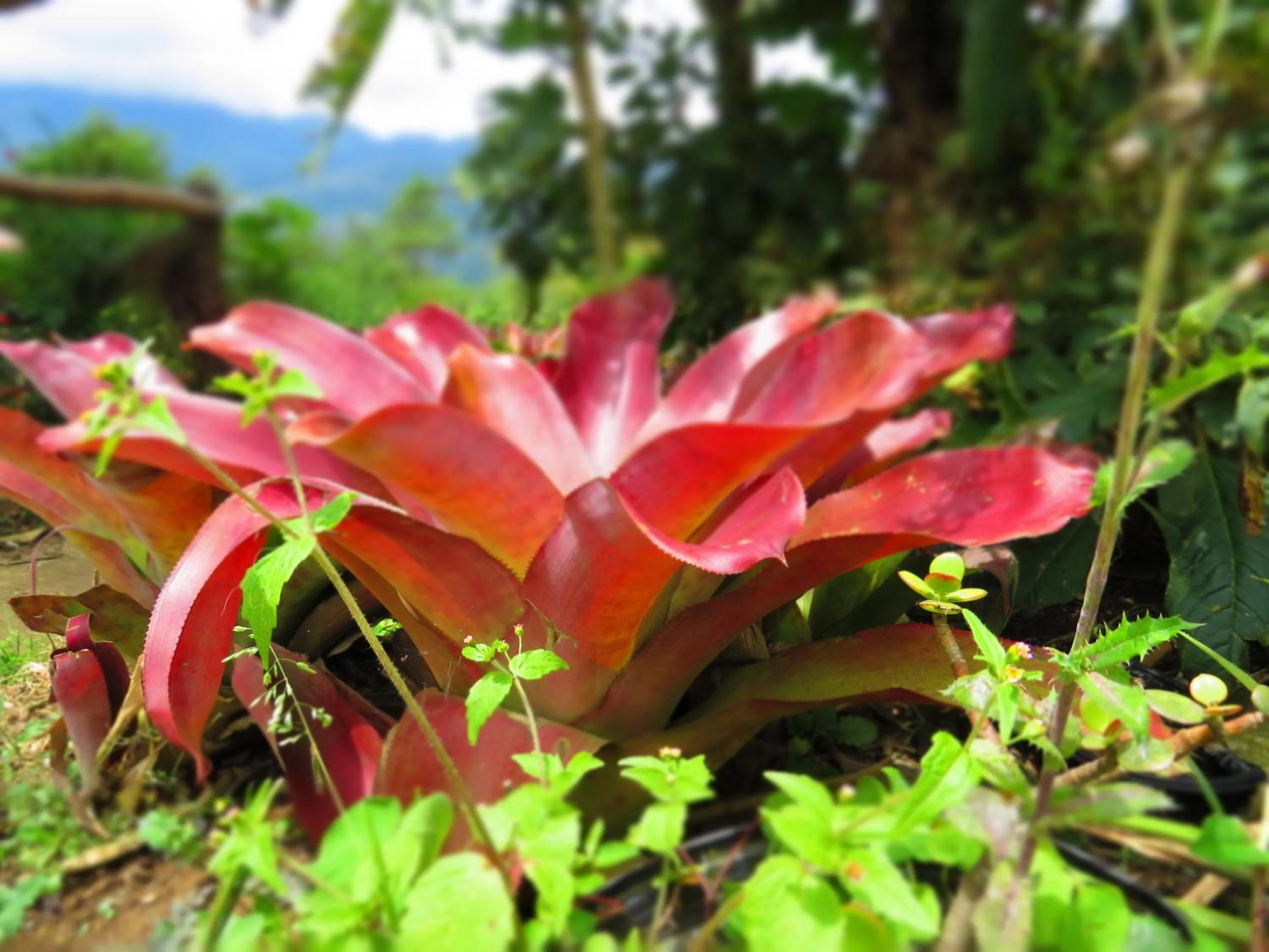 Garden in Rinconcito Verde