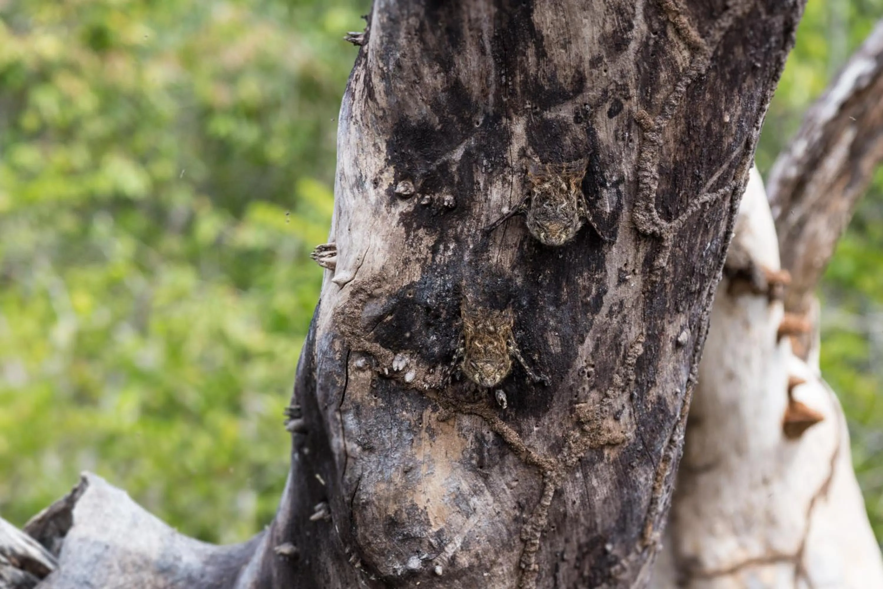 Nearby landmark in ABEZZA Resort And Adventure Spa
