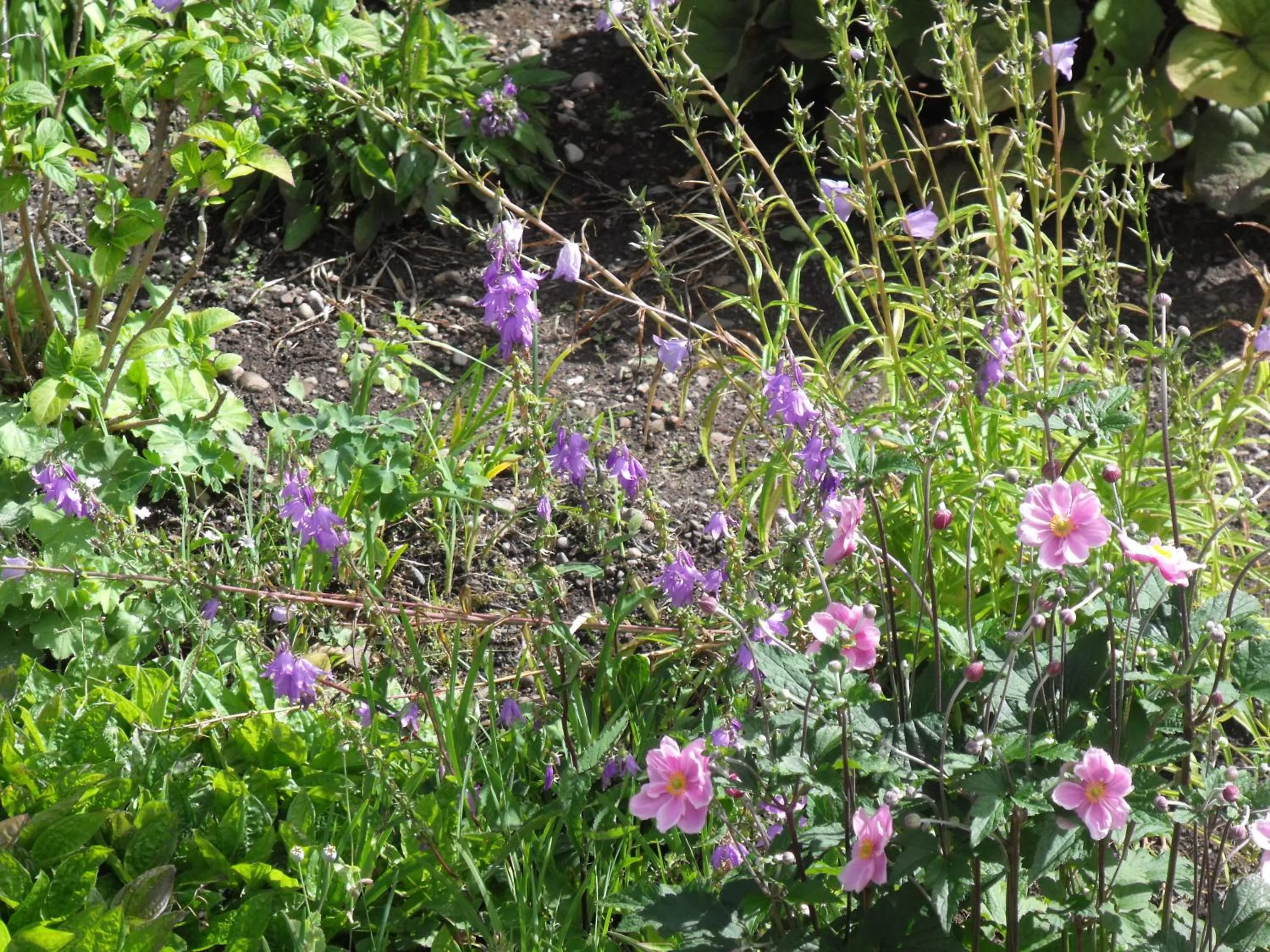 Garden in Arisaig Guest House