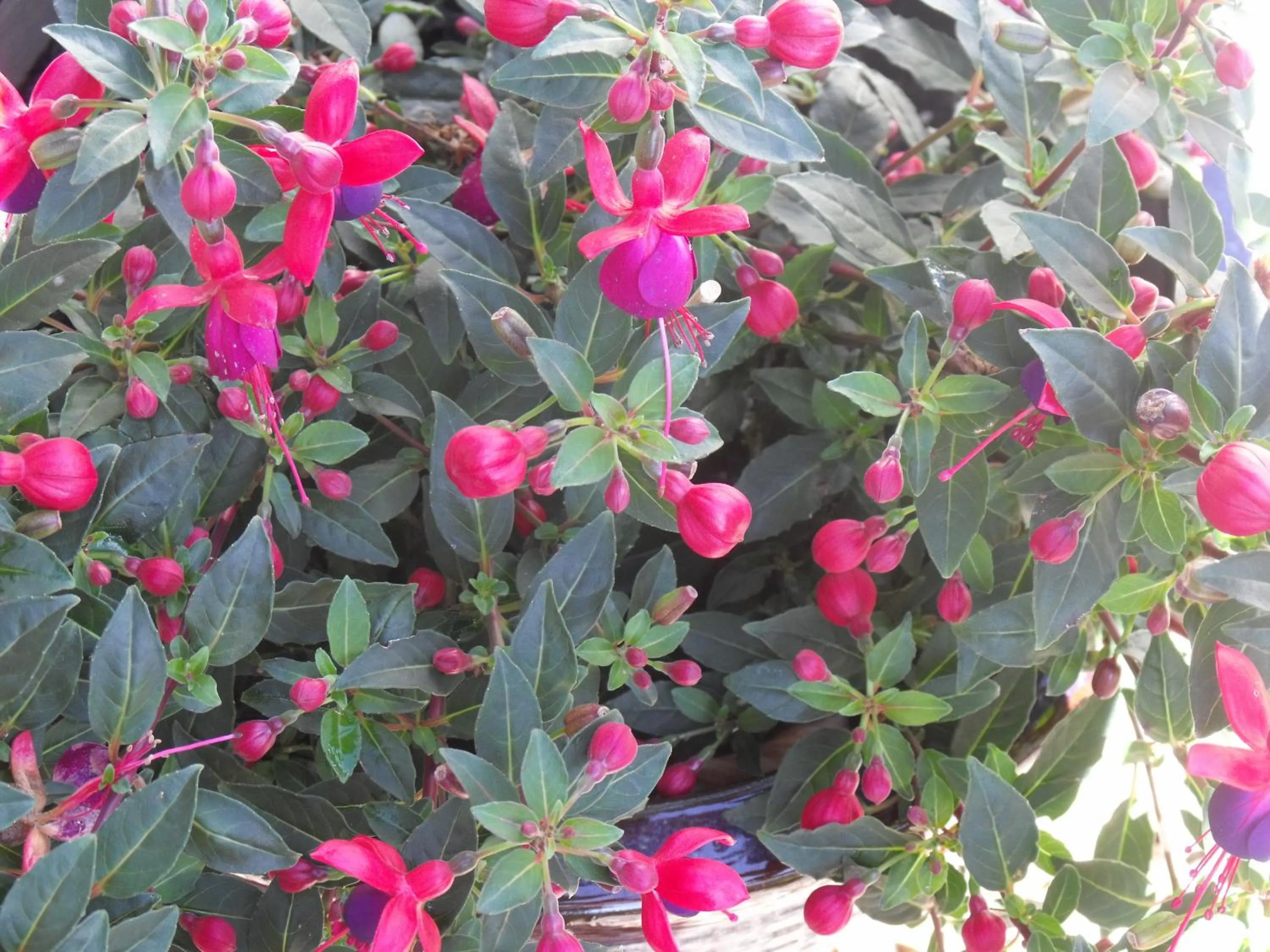 Garden in Arisaig Guest House