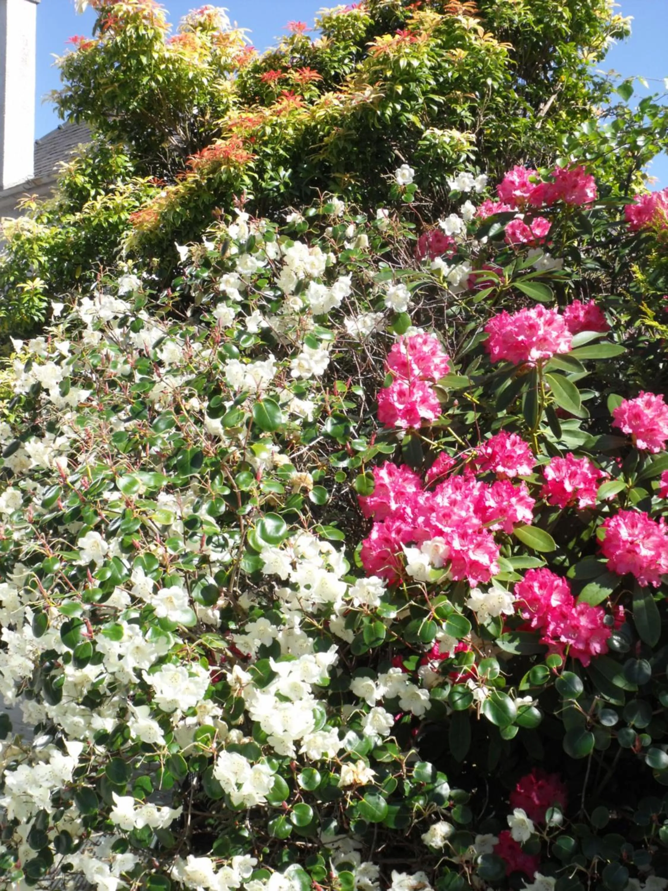Summer in Arisaig Guest House