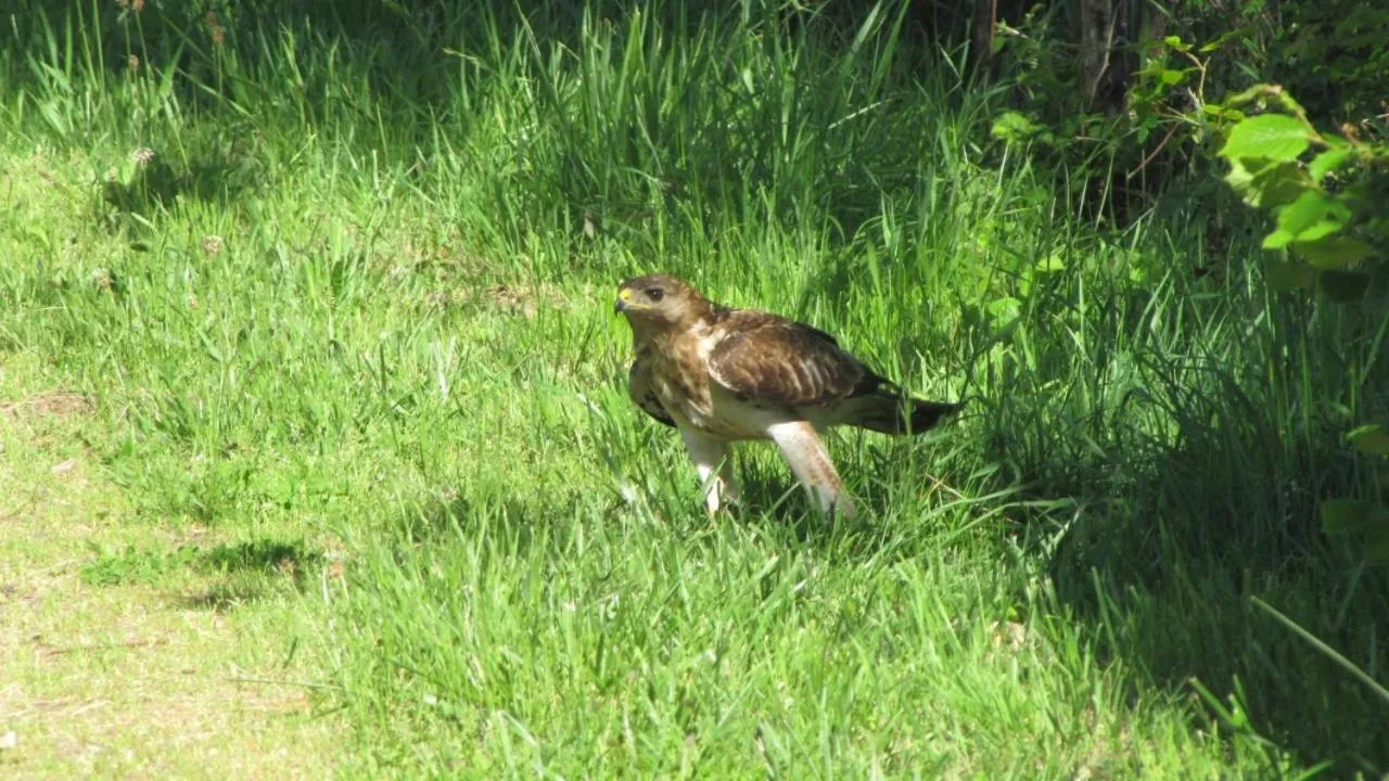 Animals in La Pie qui Chante