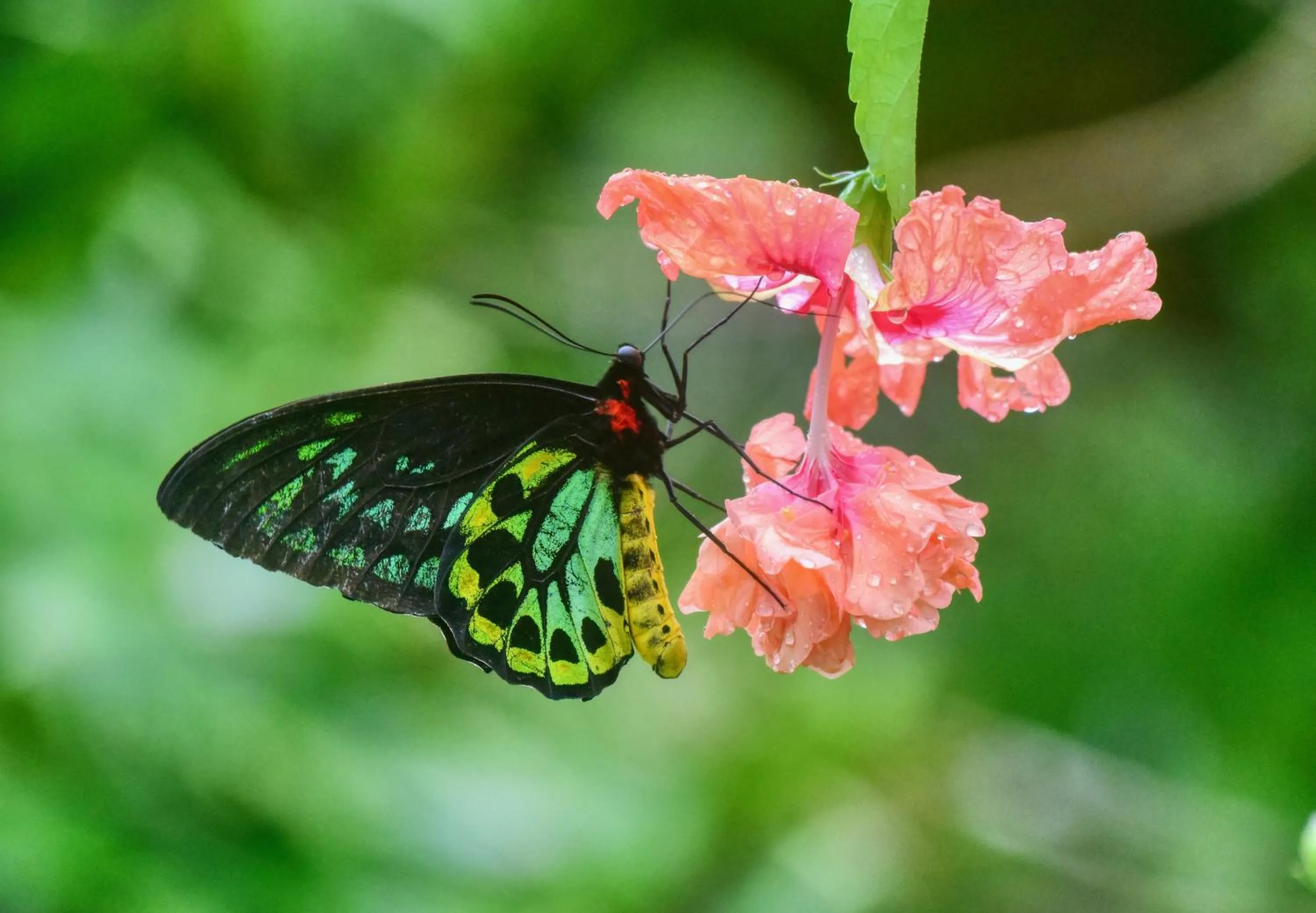 Garden in Thornton Beach Bungalows Daintree