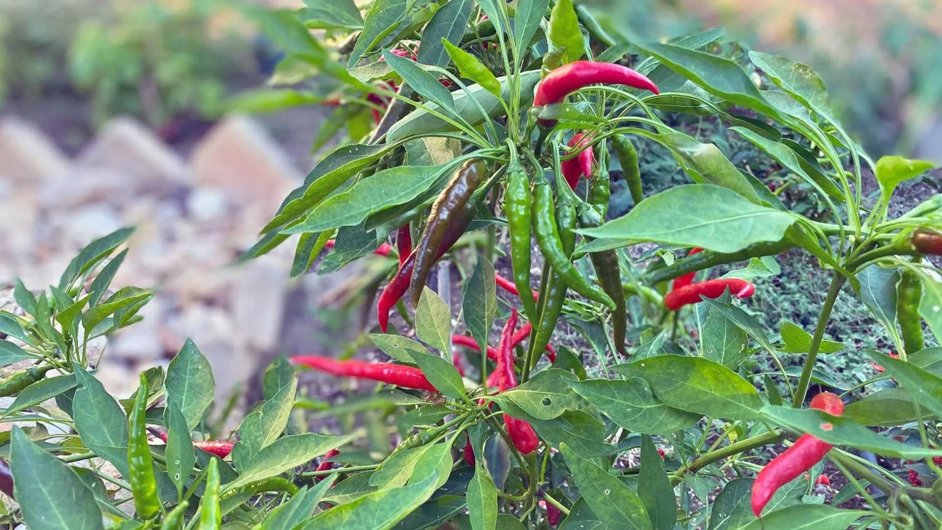 Decorative detail in Borgo Incoronata B&B