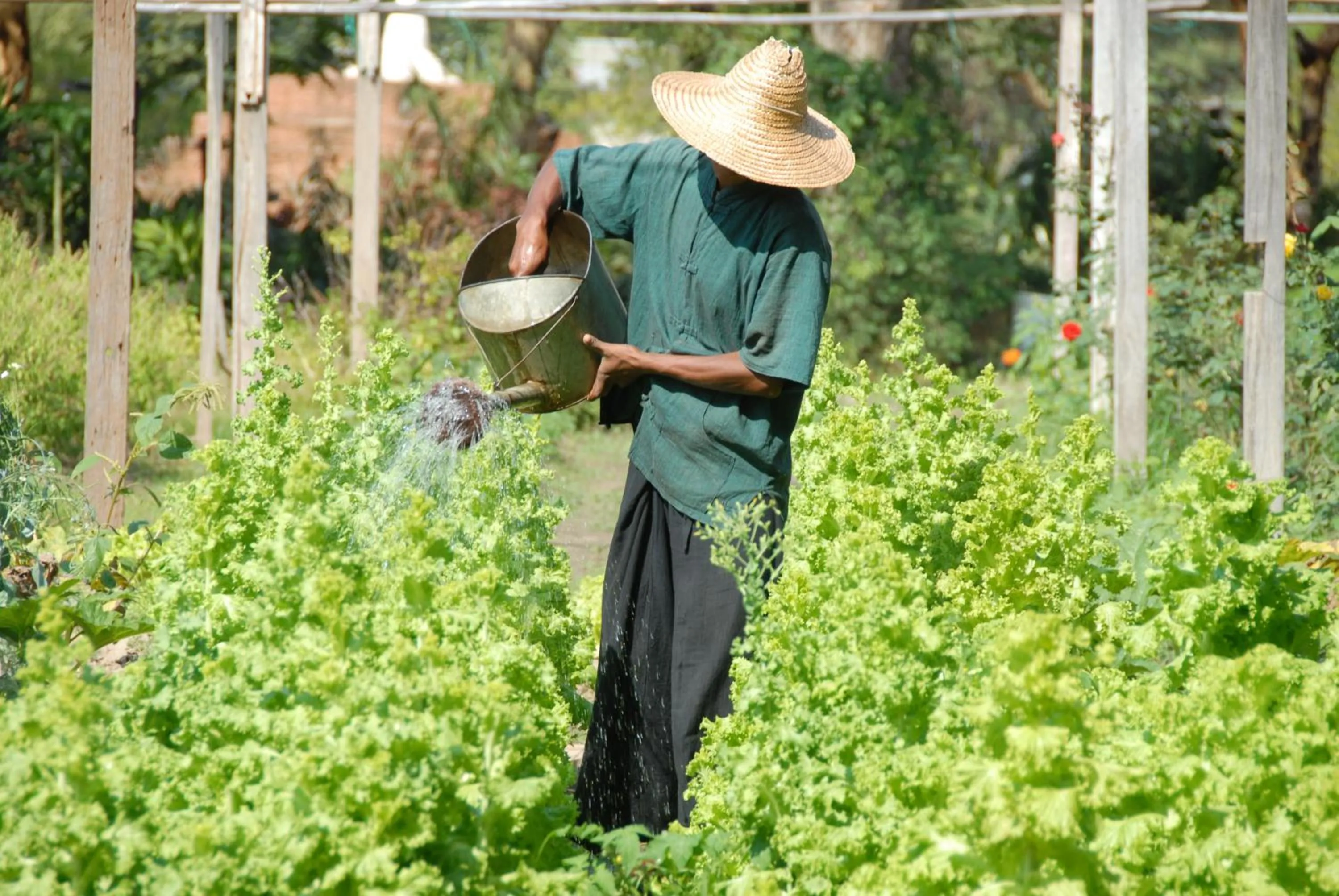 Garden in Bagan Thiripyitsaya Sanctuary Resort