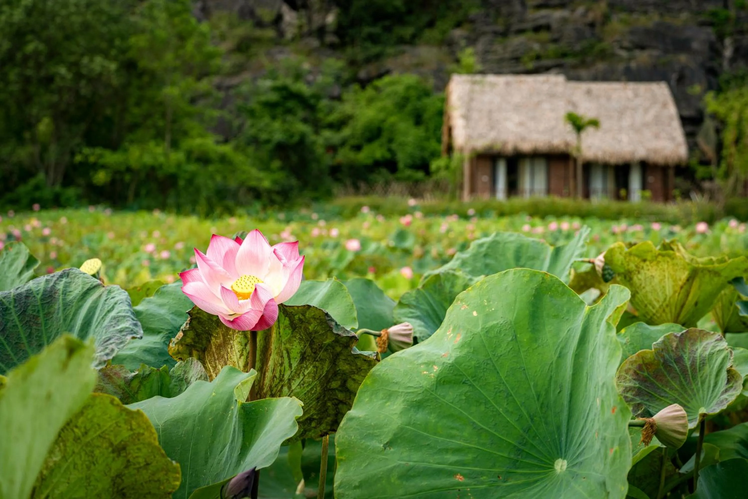 Natural landscape in Mường Village Ninh Bình