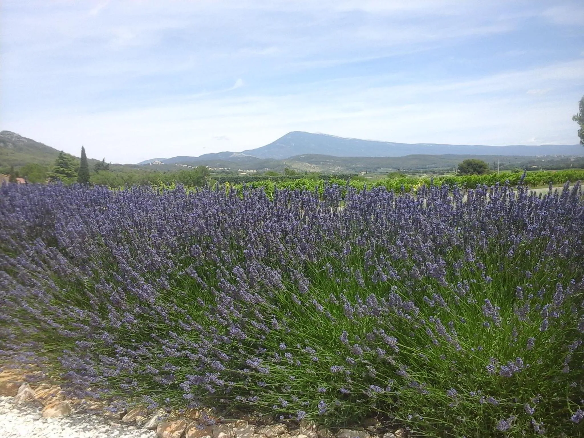 View (from property/room) in La Dentellière