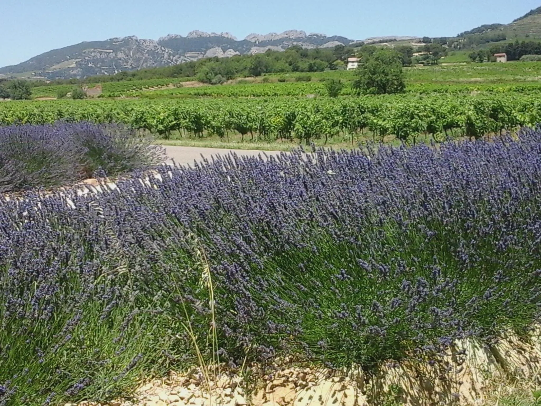 View (from property/room) in La Dentellière
