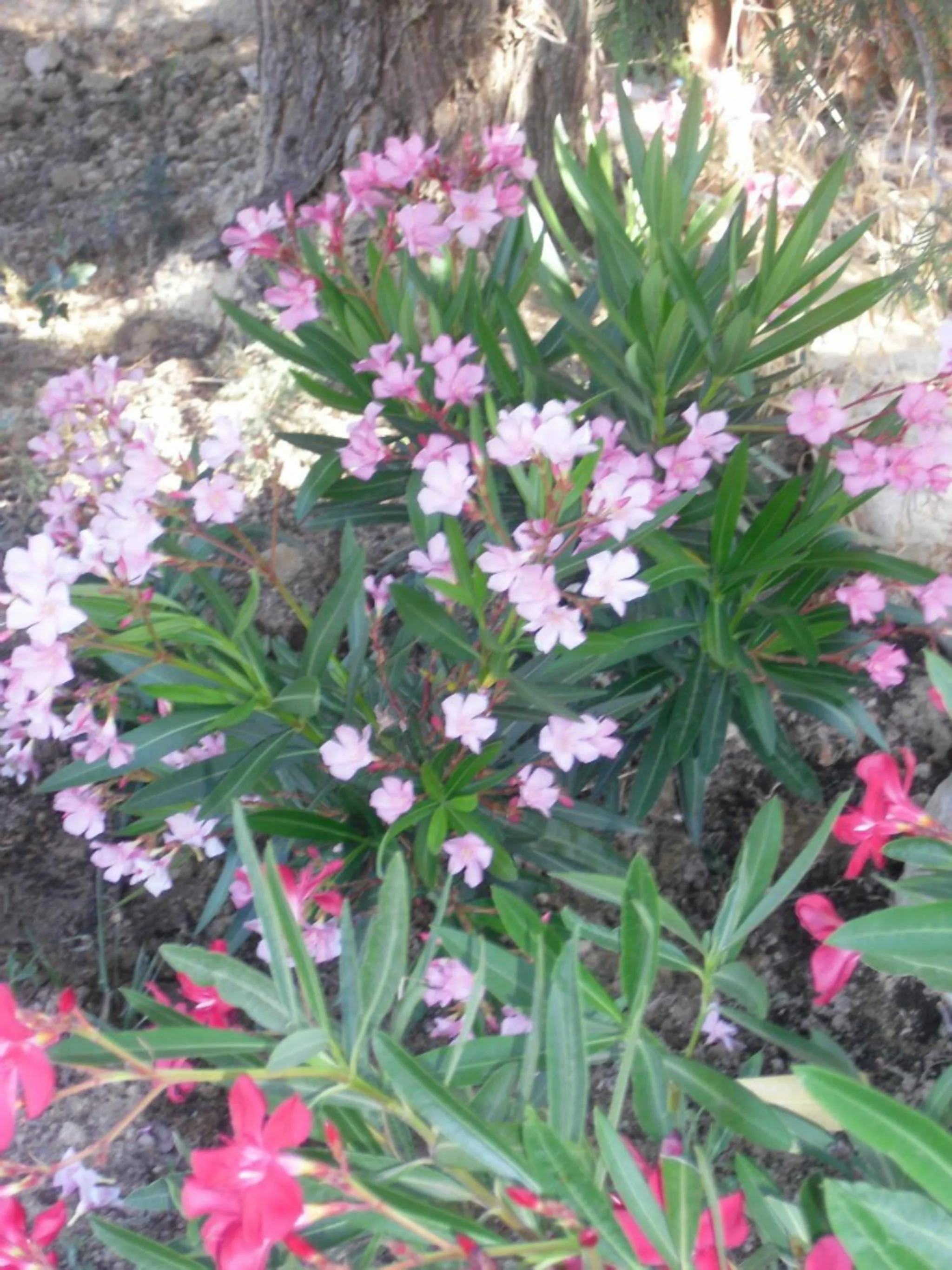 Garden in La Dentellière