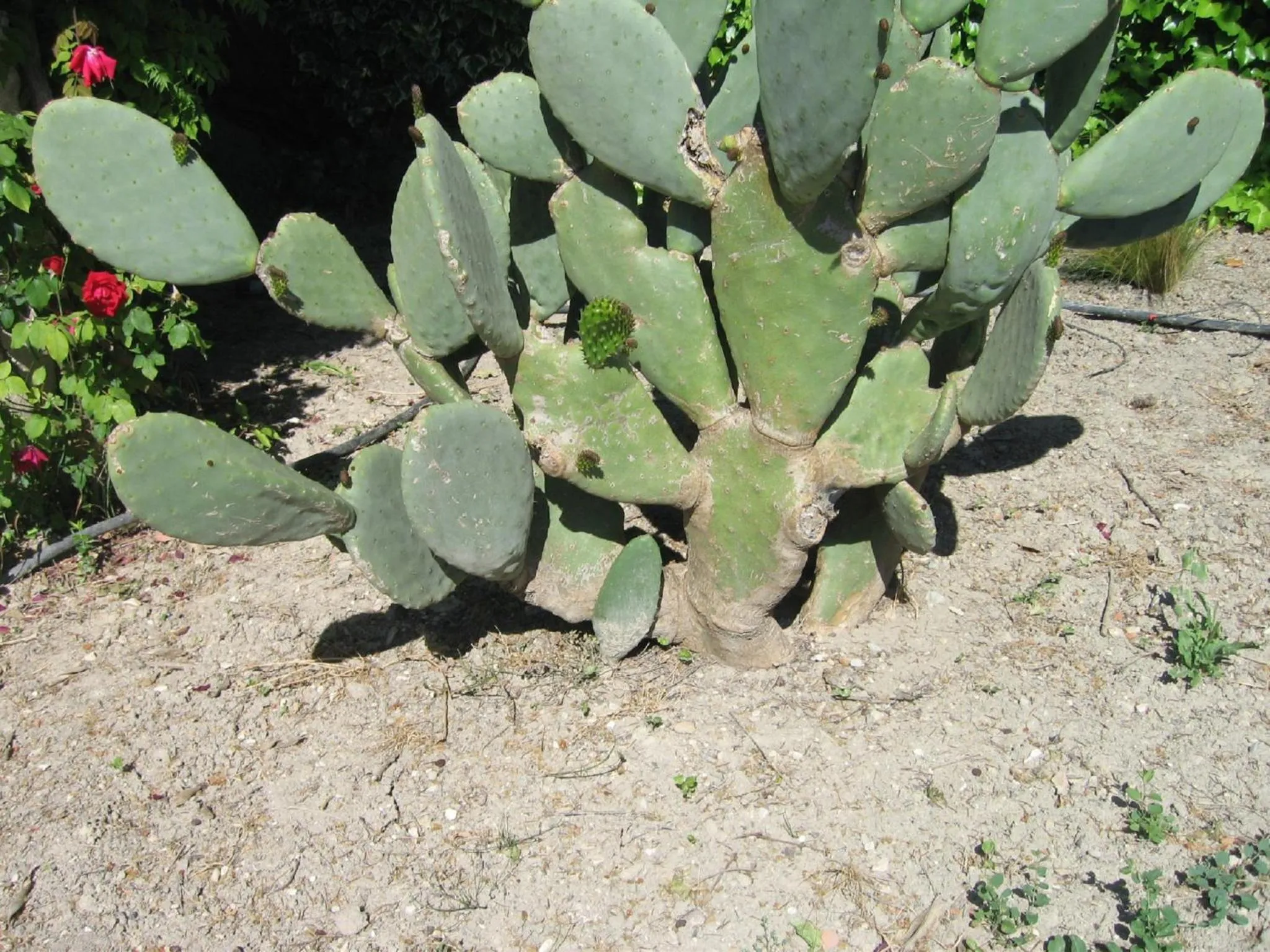 Facade/entrance in La Pastorale