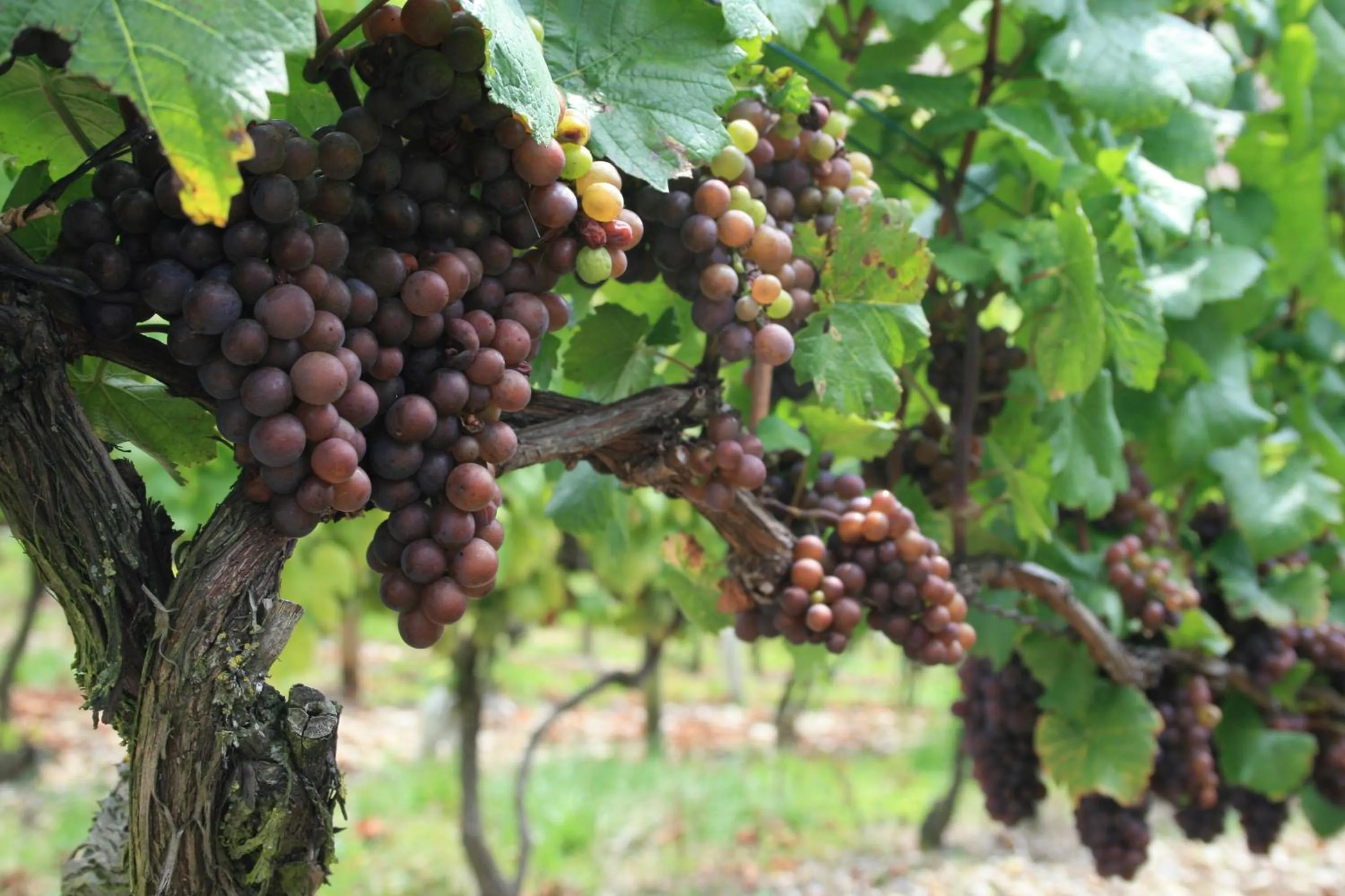 Food and drinks in Flair Hotel Weinstube Lochner