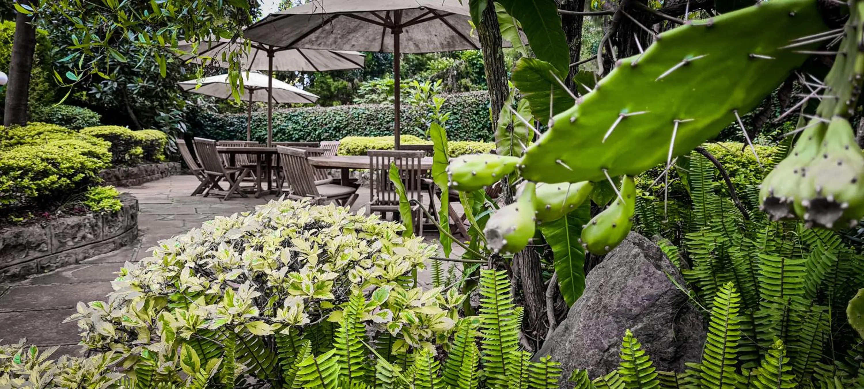 Garden view in Margarita House