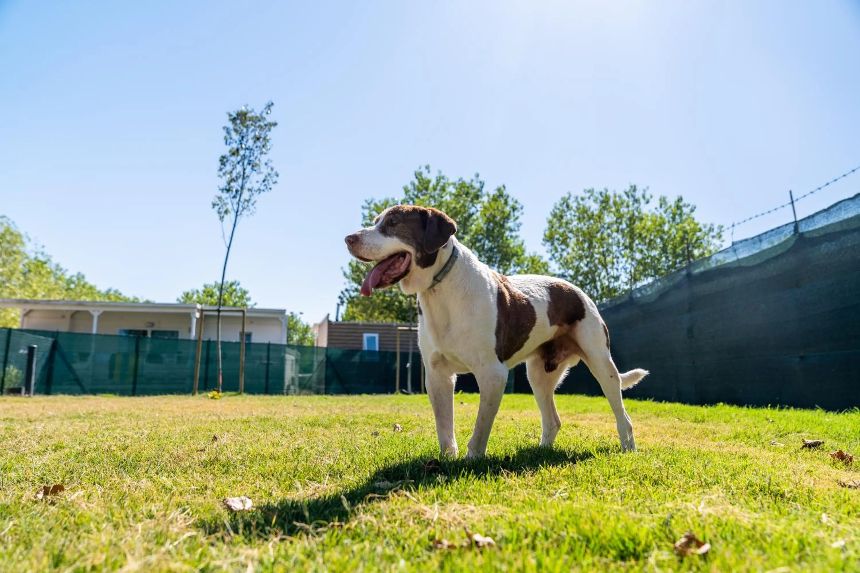 Animals in Club del Sole Rimini Family Resort