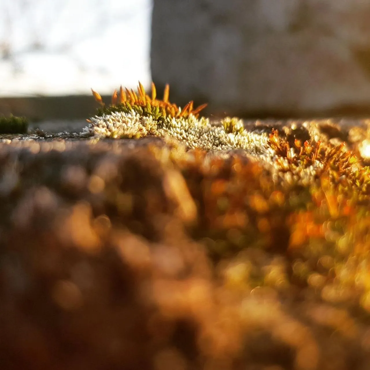 Day in Hotel zur Schmiede