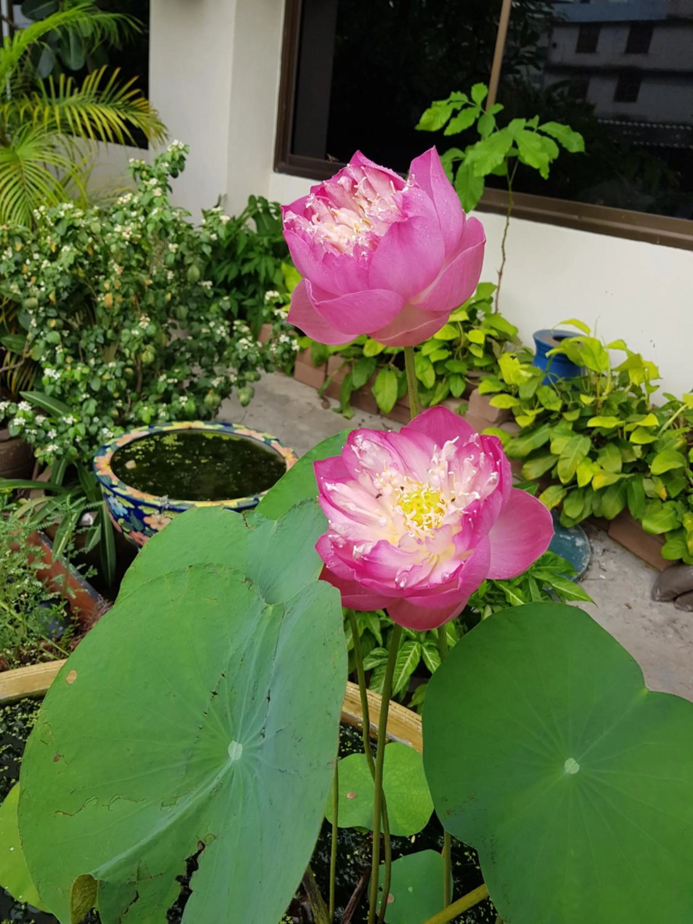 Other in Win Mansion