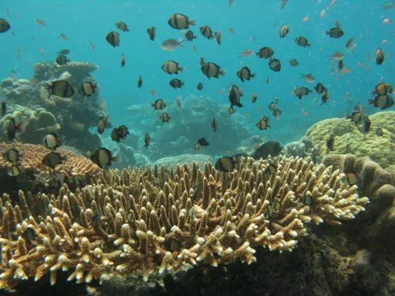 Natural landscape in Sipadan Inn 3