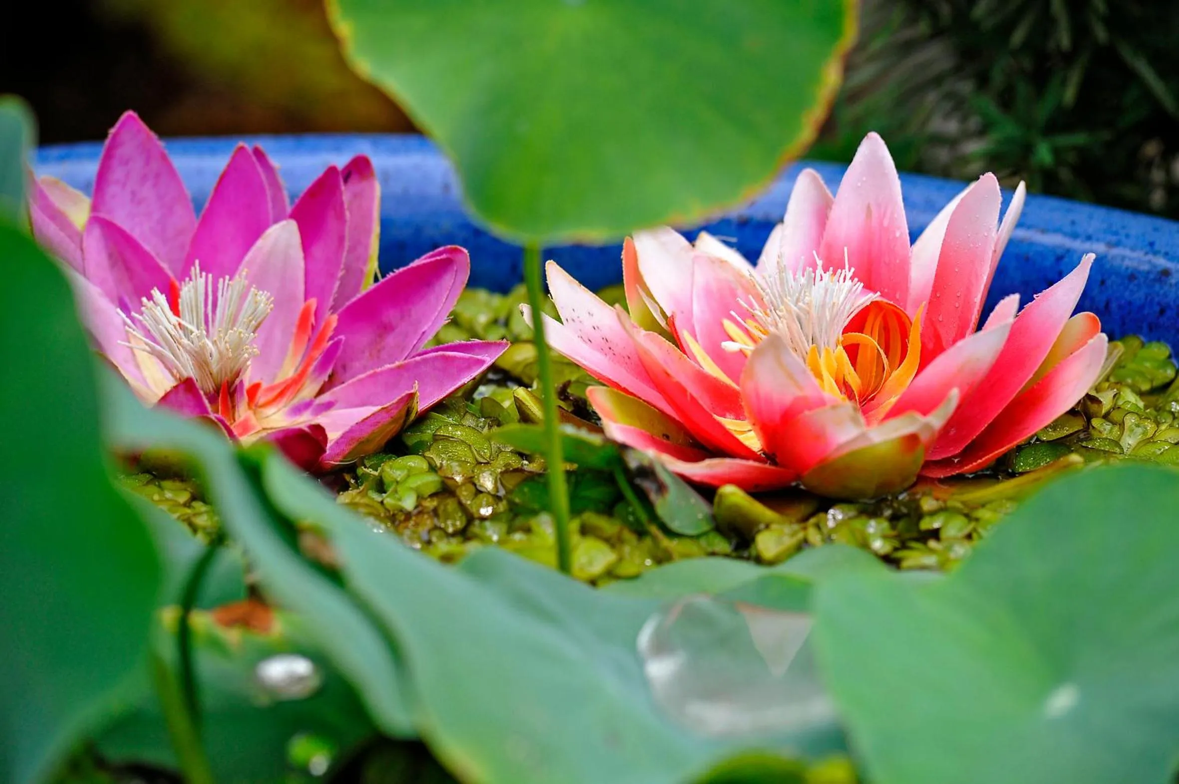 Garden in Wellness- und Gartenhotel Heusser