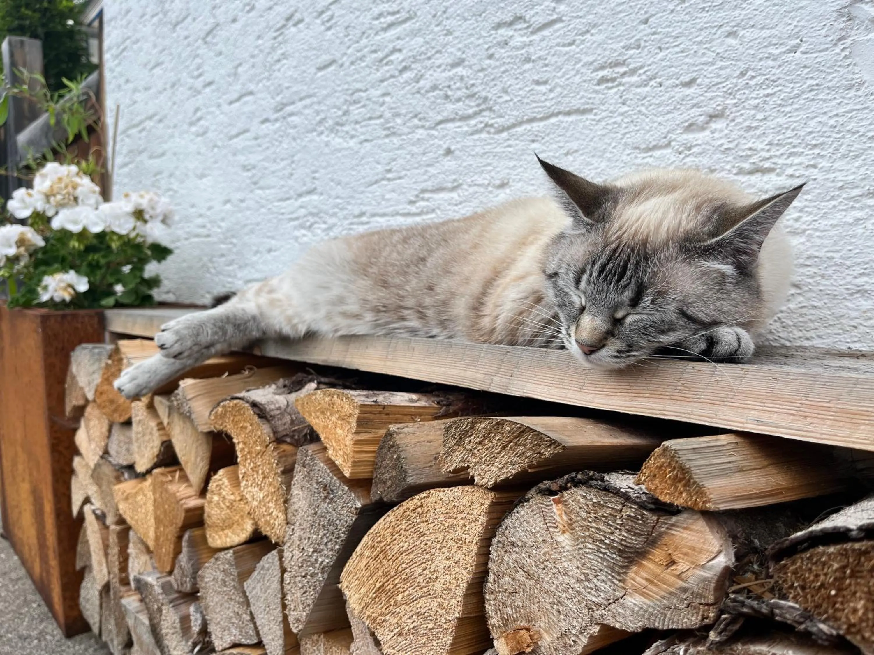 Pets in Hotel-Garni Kalkbrennerhof
