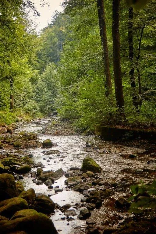 Day in Kurpark Flair Hotel Im Ilsetal