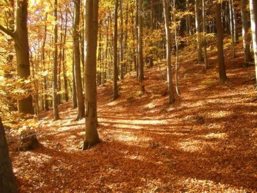 Natural landscape in Kurpark Flair Hotel Im Ilsetal