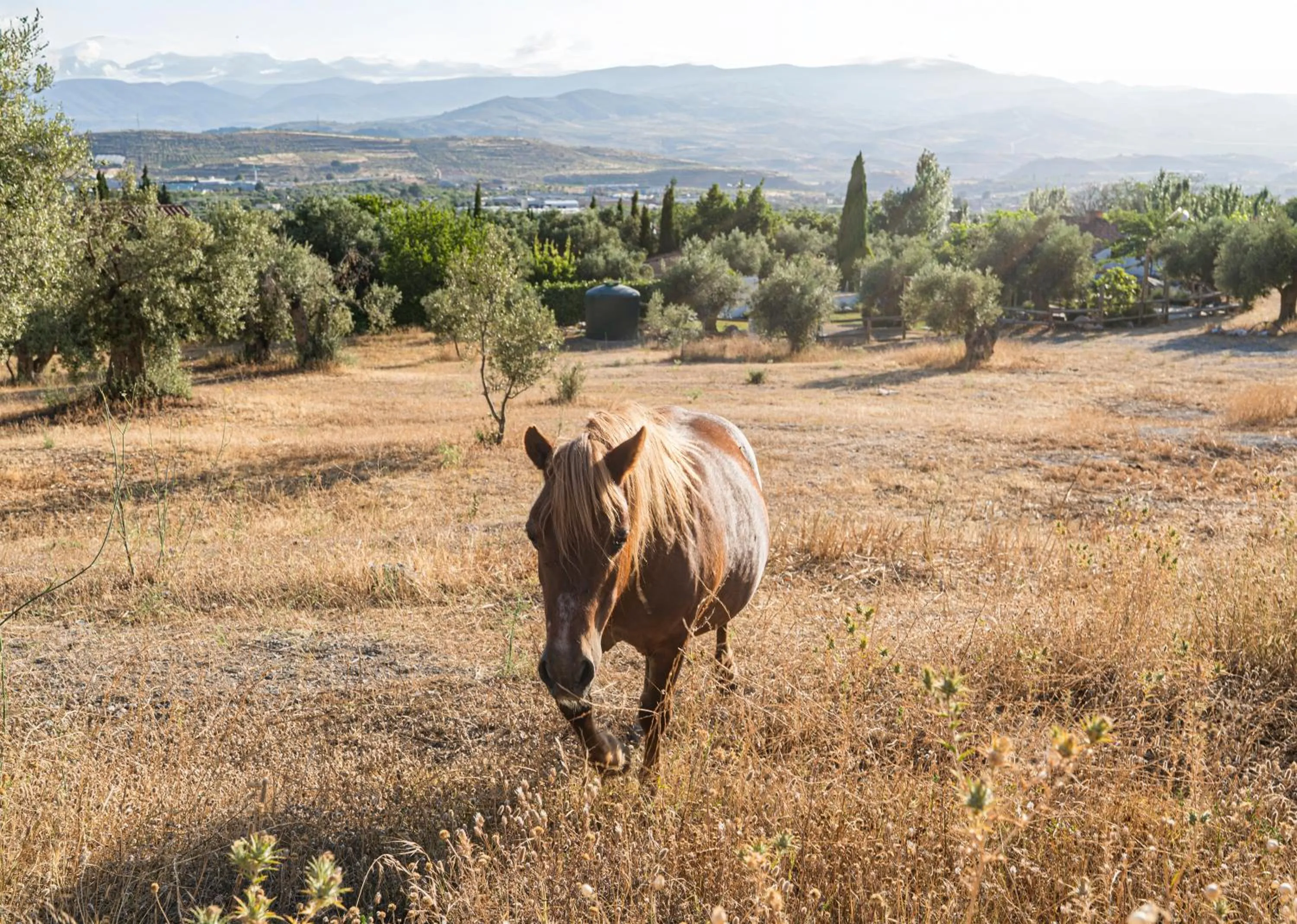 Garden in Hotel Rural Alqueria de los lentos