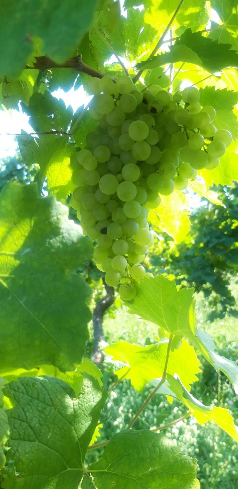 Natural landscape in La Casa Vecchia