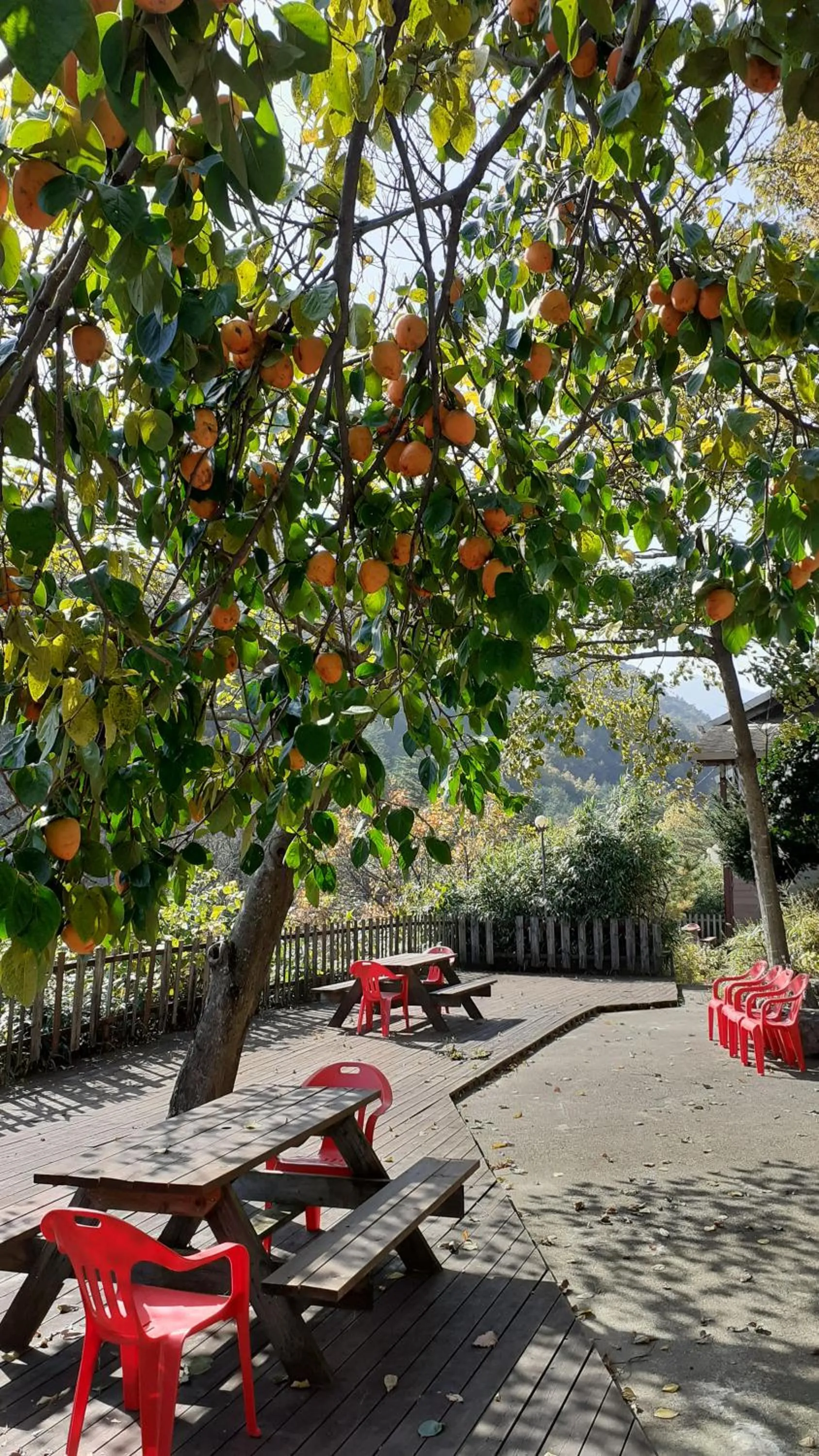 Garden in Dasanbang Pension