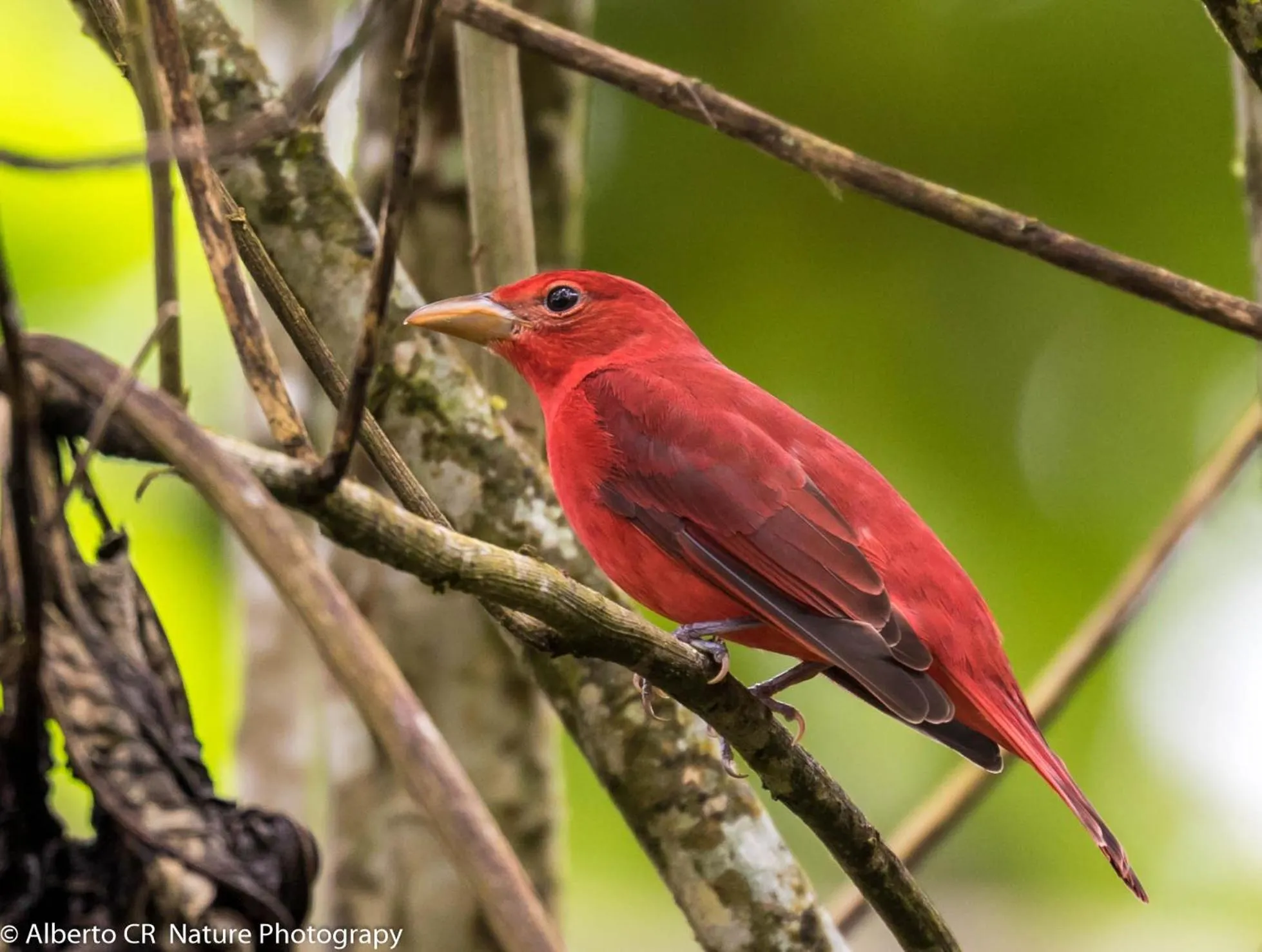 Off site in Hotel San Rafael Ecolodge