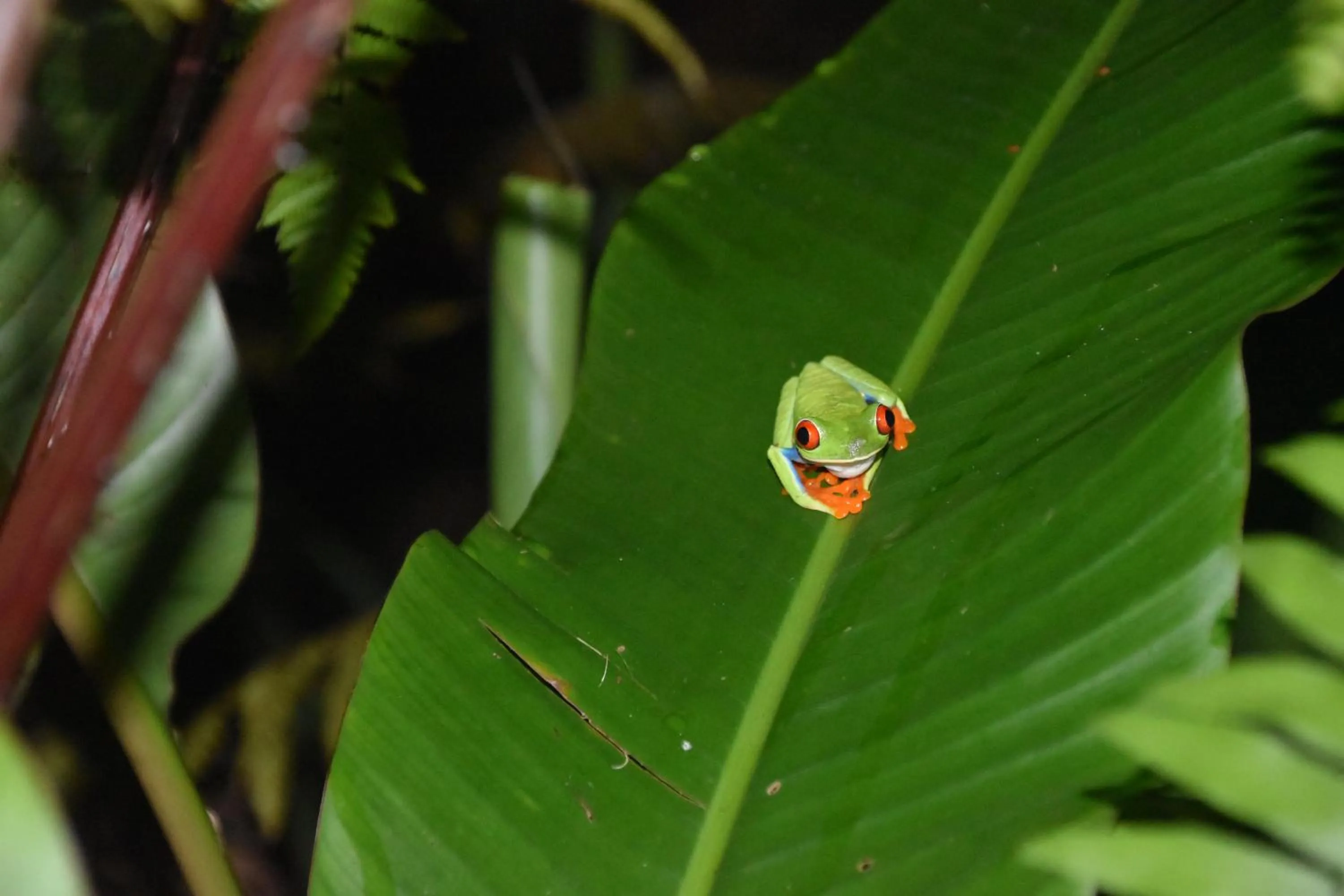 Animals in Hotel San Rafael Ecolodge