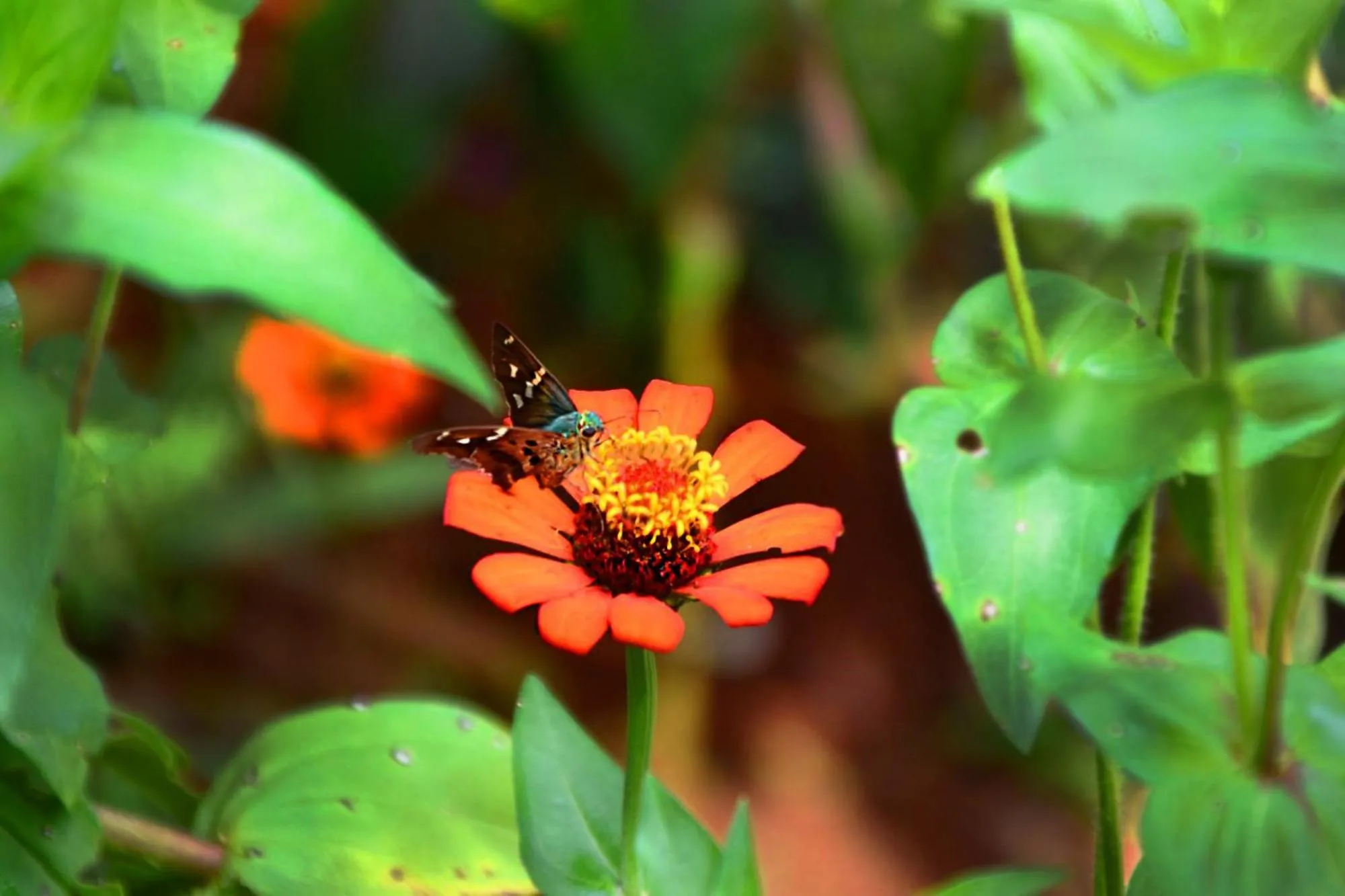 Other in Hotel San Rafael Ecolodge