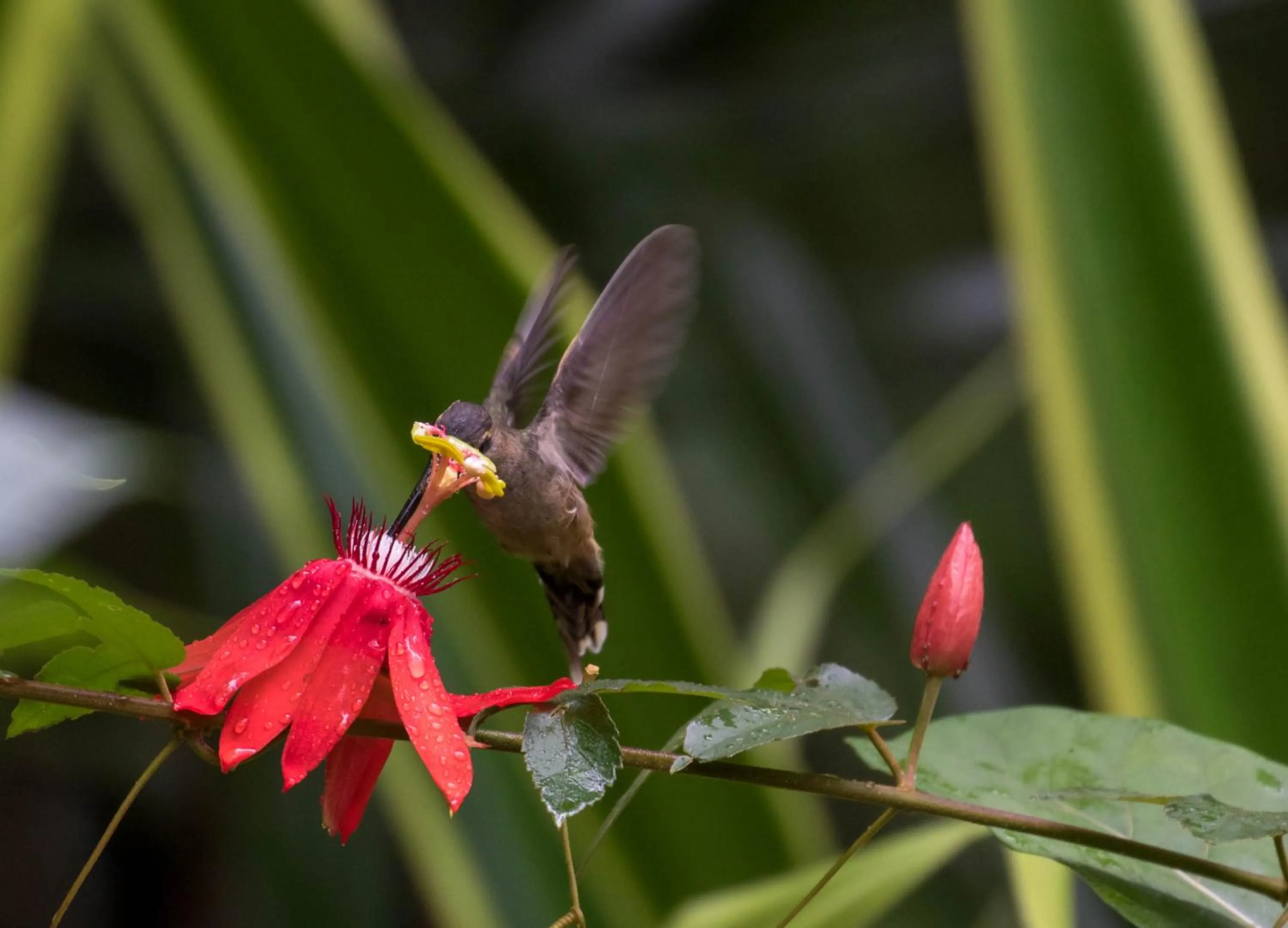 Off site in Hotel San Rafael Ecolodge
