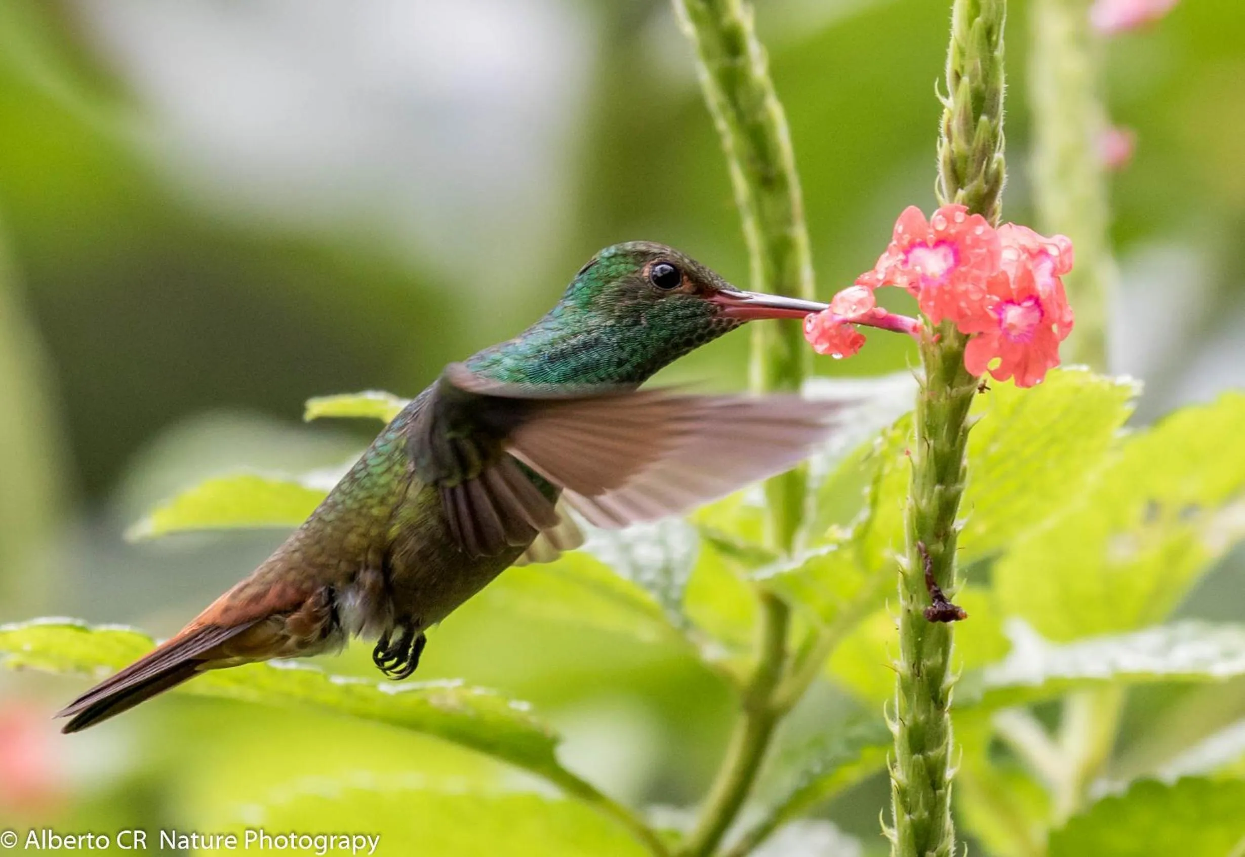 Off site in Hotel San Rafael Ecolodge