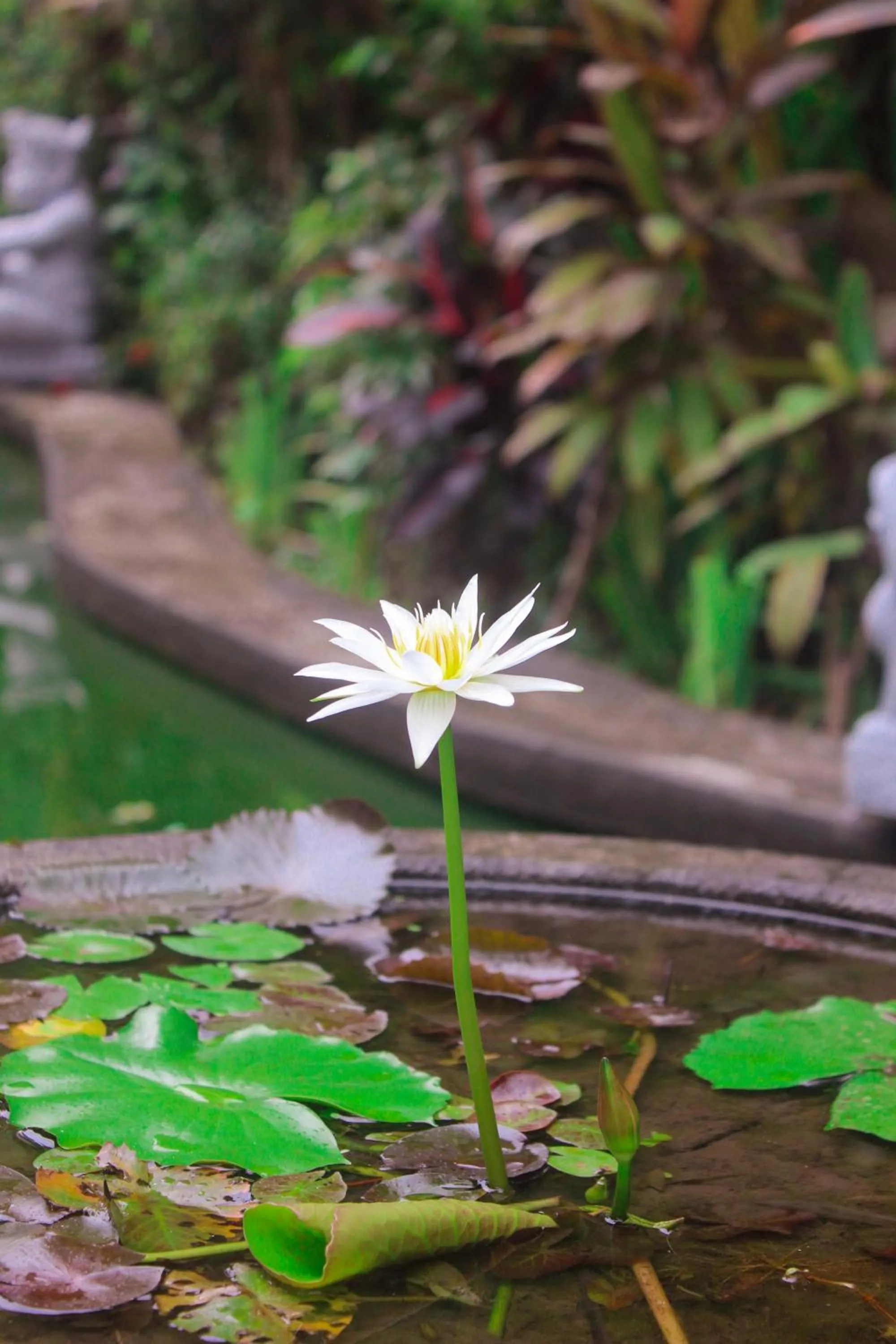 Natural landscape in Ubud Heaven Penestanan