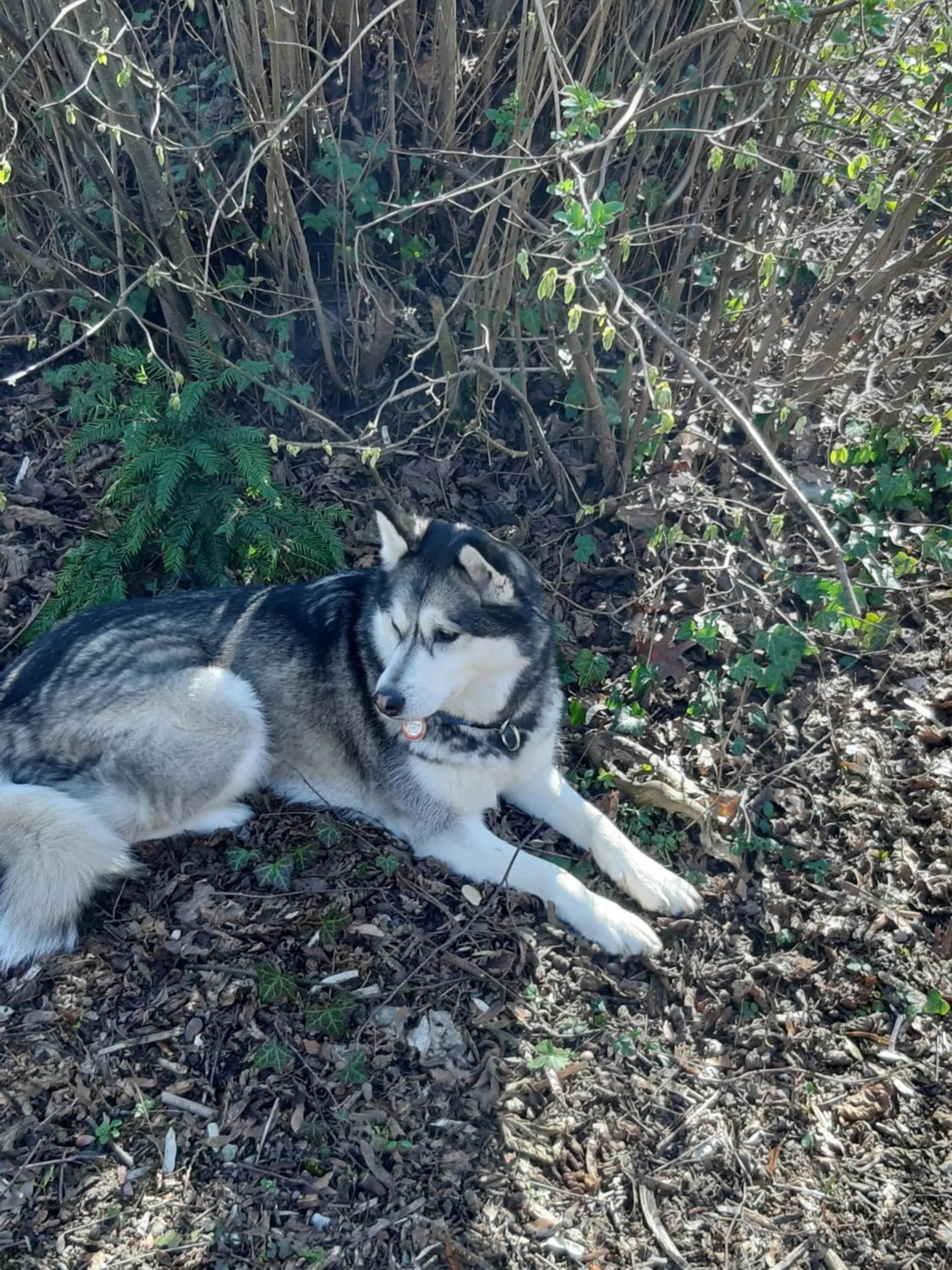 Animals in B&B Chatelet Cremers