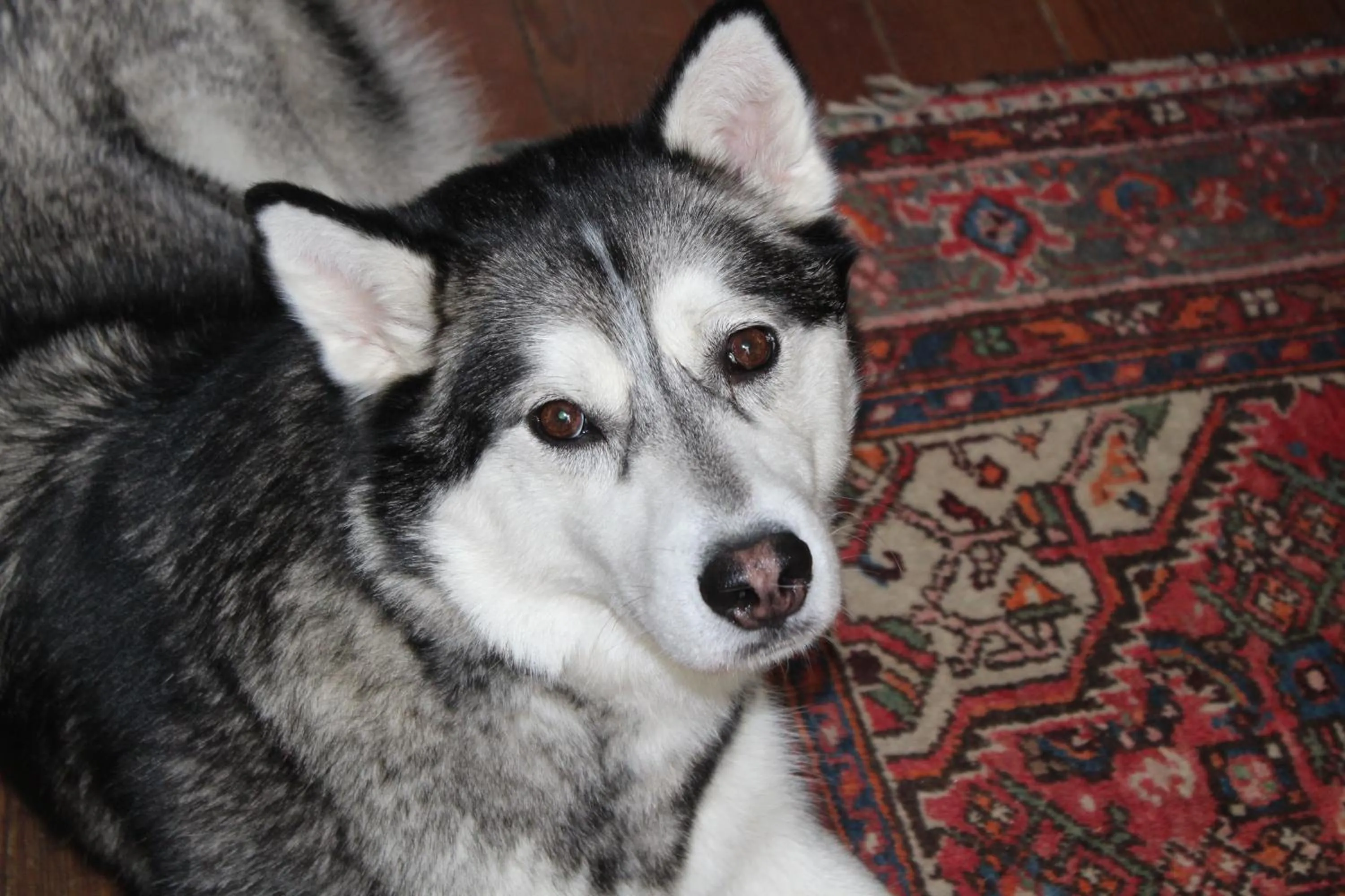 Animals in B&B Chatelet Cremers