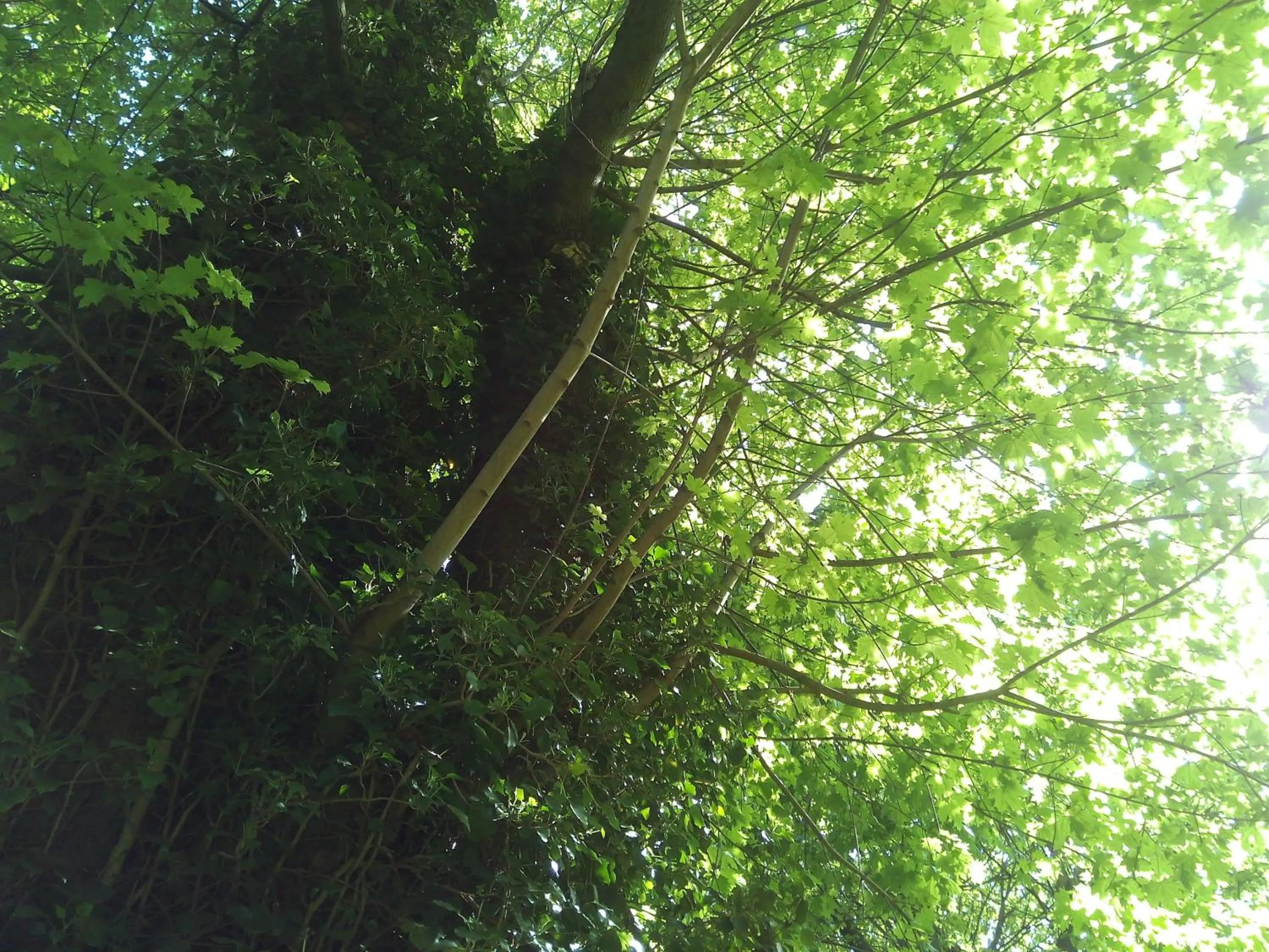 Garden view in B&B Chatelet Cremers