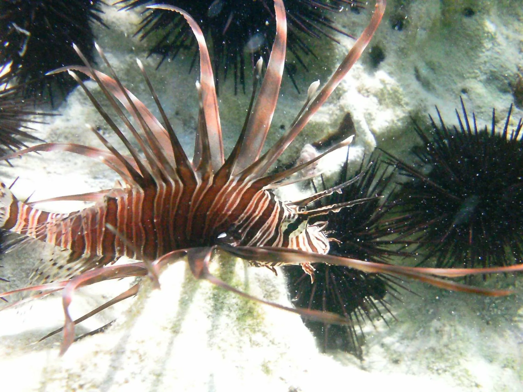 Beach in Zanzibar House Boutique Hotel