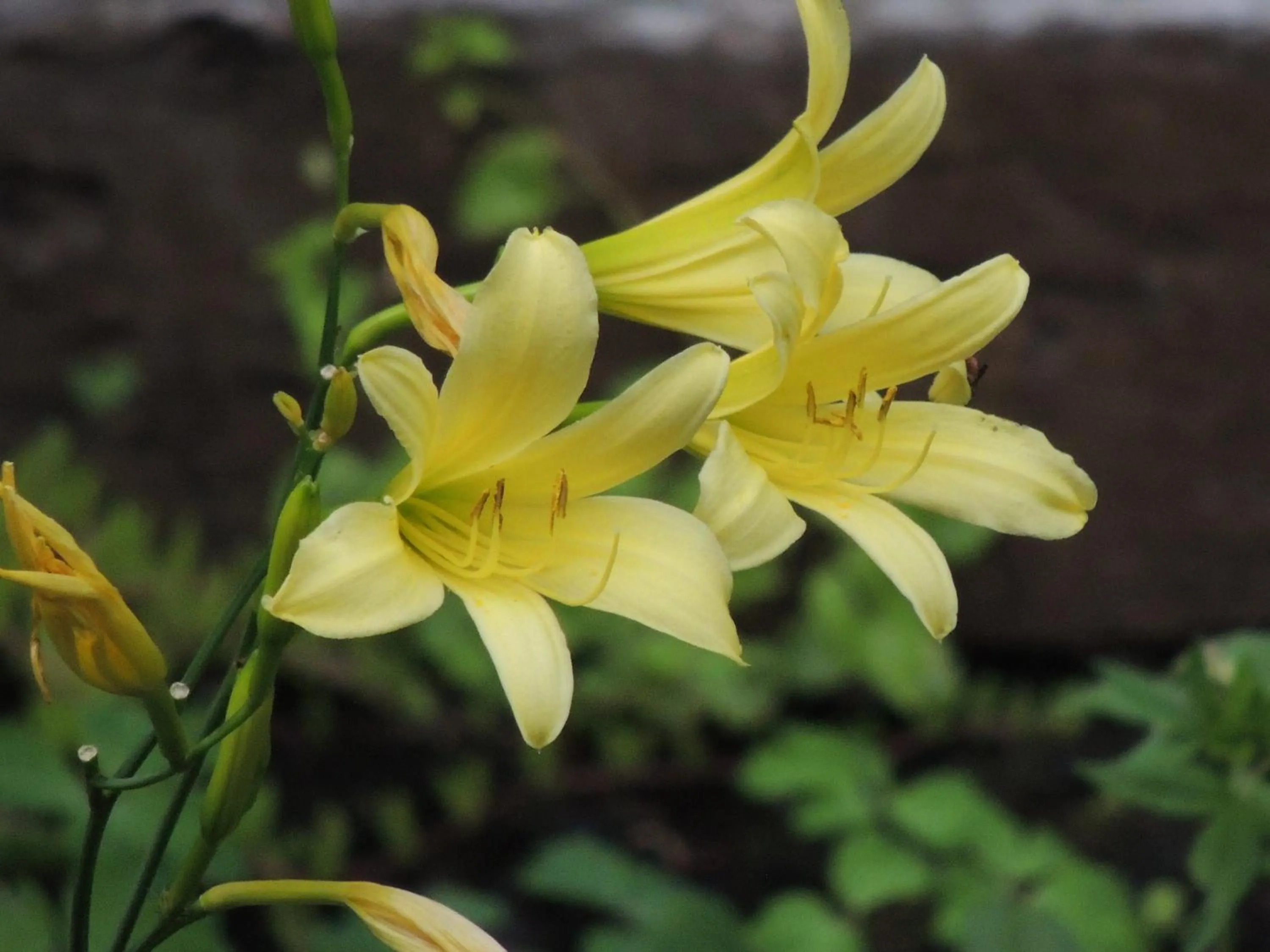 Garden in B&B Hotel Hyochoan
