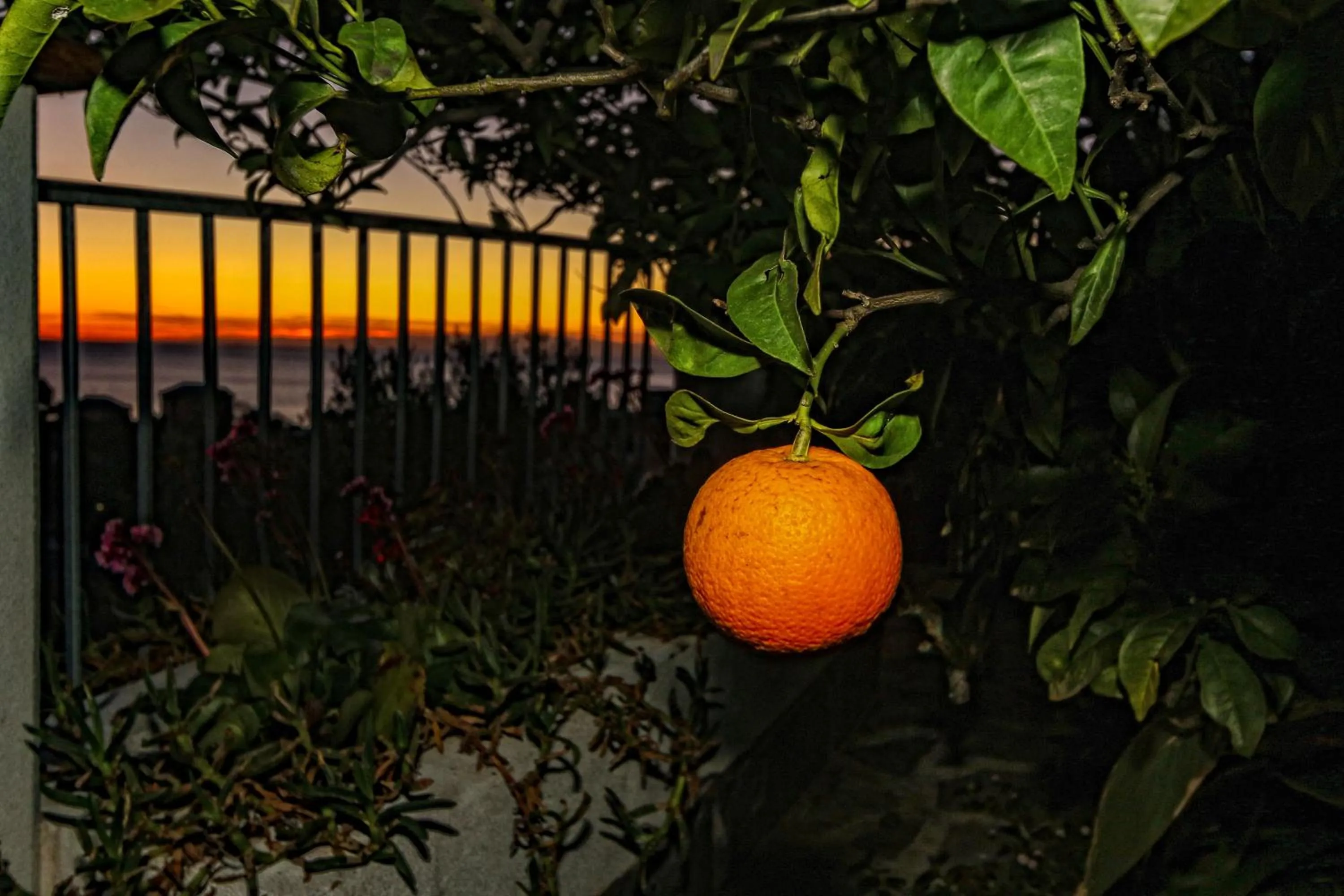 Garden in Il Cuoco Pescatore, Ittiturismo Lecardònaie du Pescòu