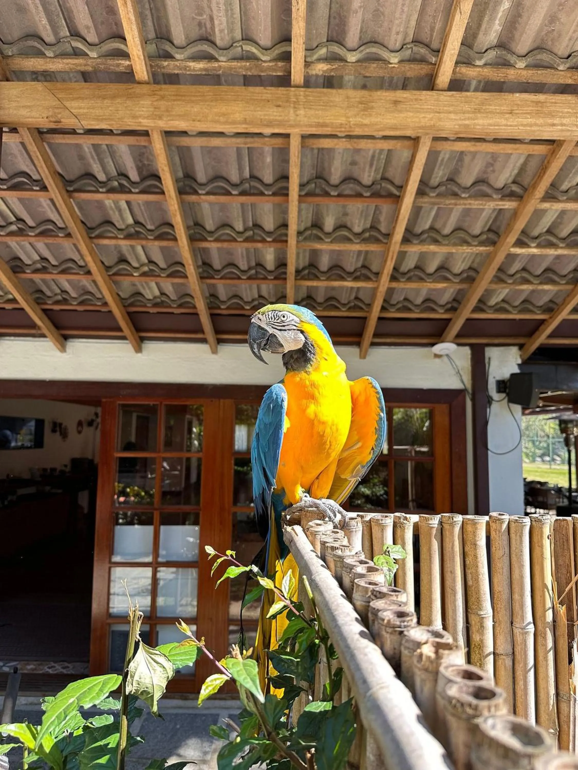 Pets in Gaia Hotelaria