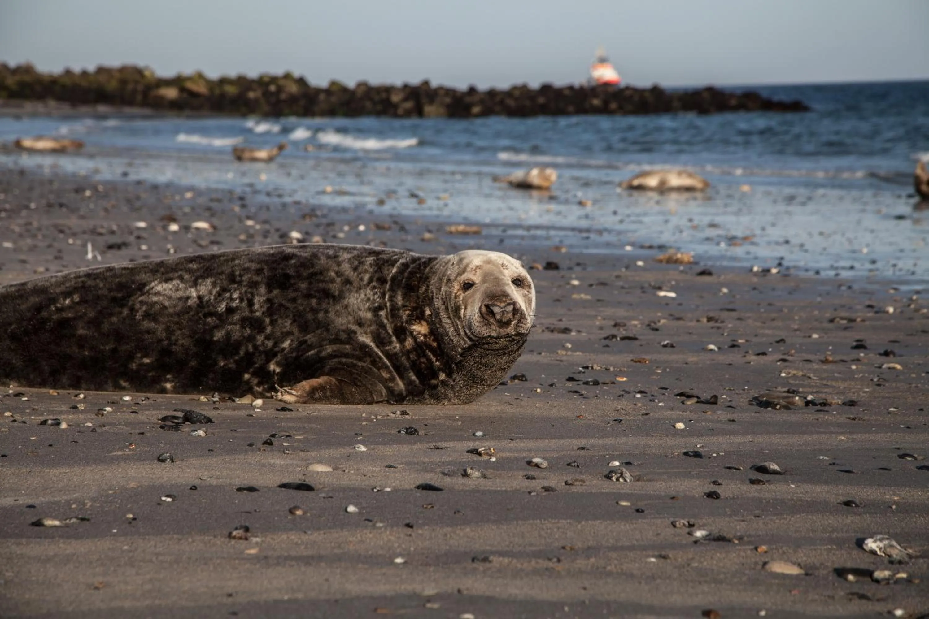 Activities in Hotel Stadt Cuxhaven