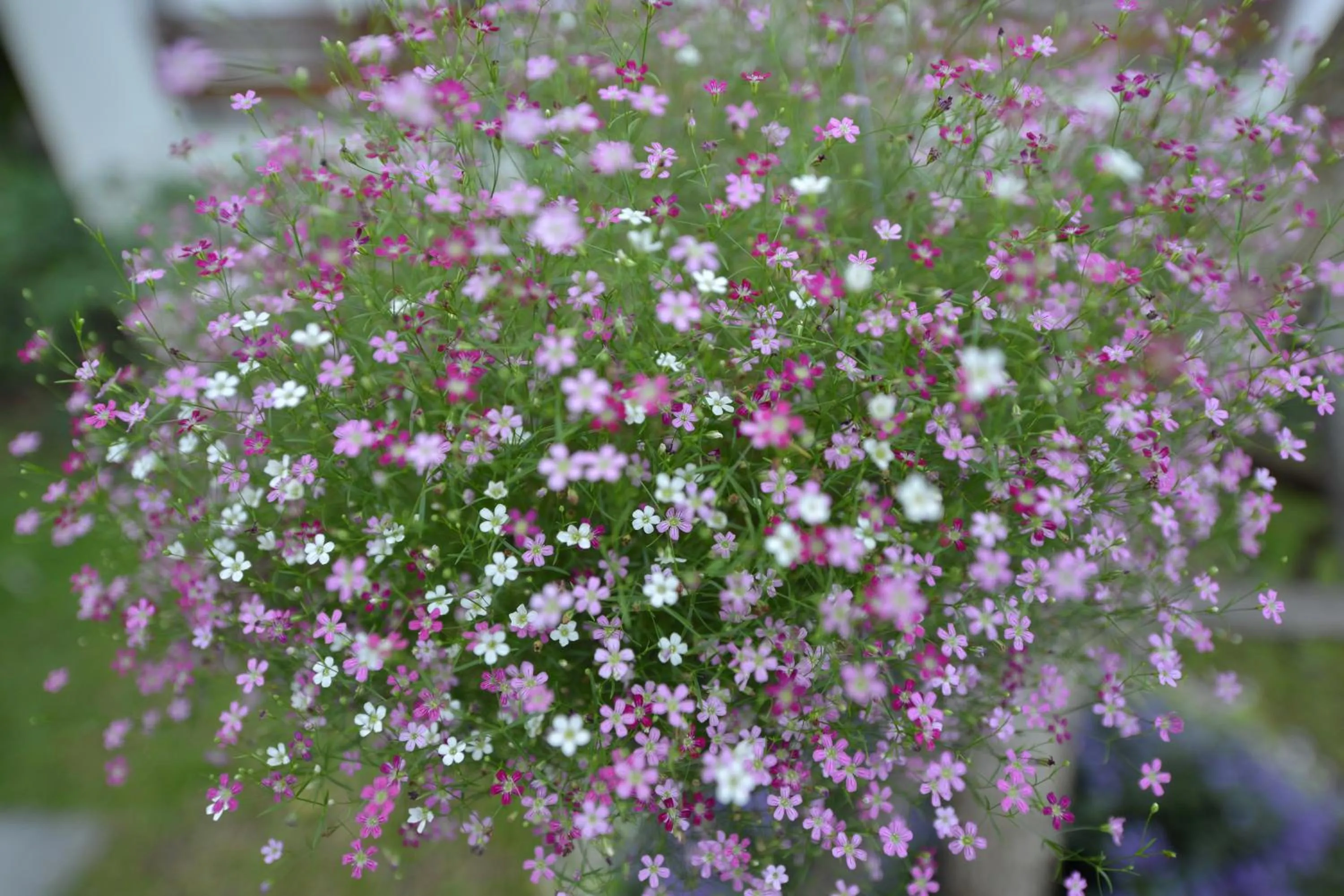 Other in Le Patta Resort & Hotel Chiang Rai