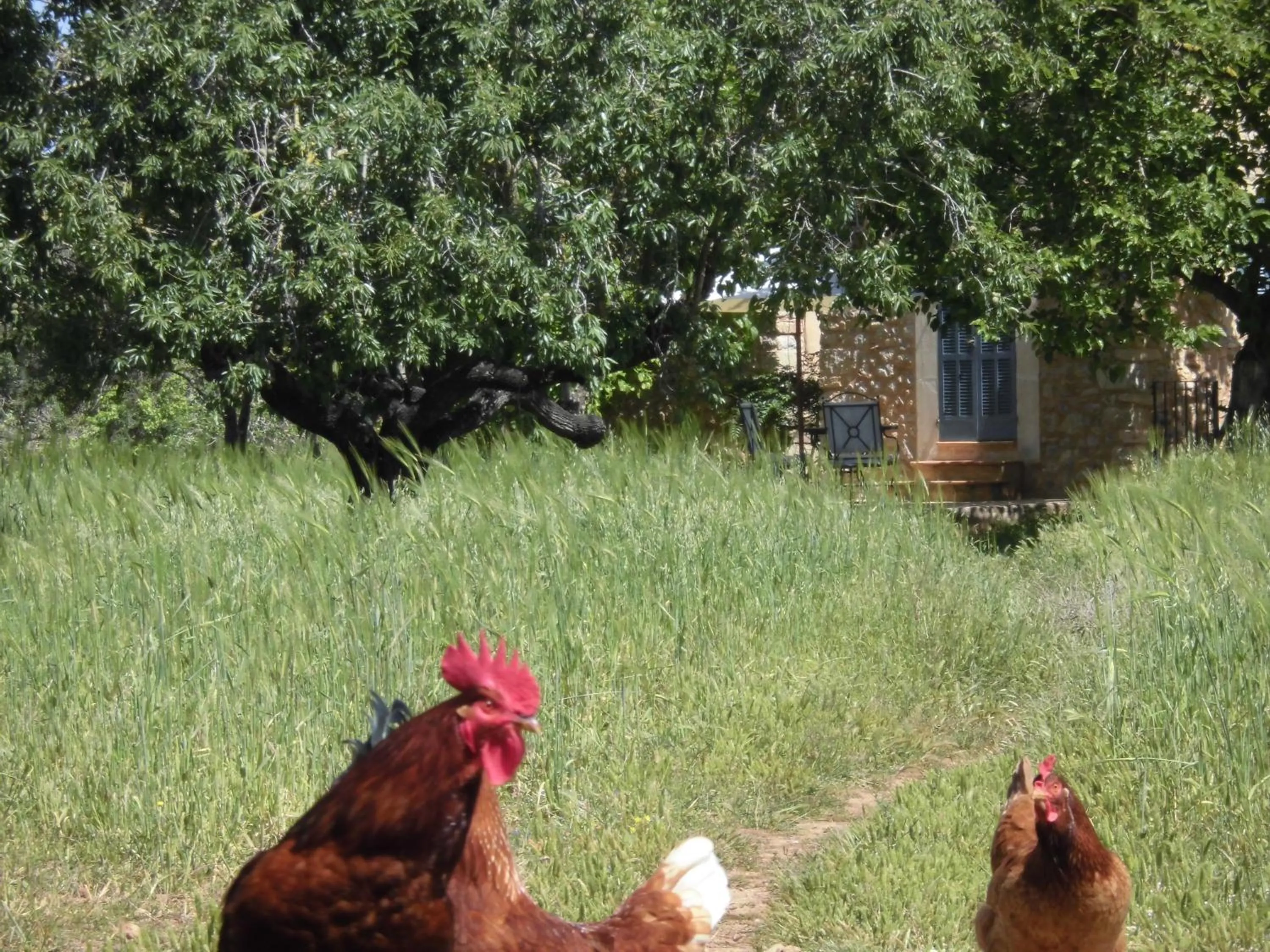 Animals in Agroturismo Na Set Centes - Adults Only