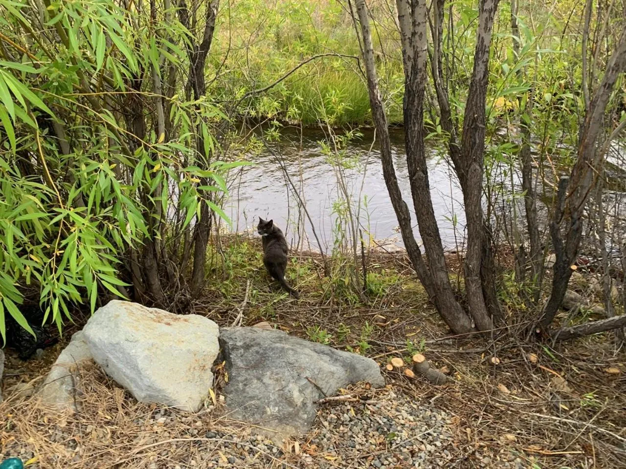 Natural landscape in Virginia Creek Settlement
