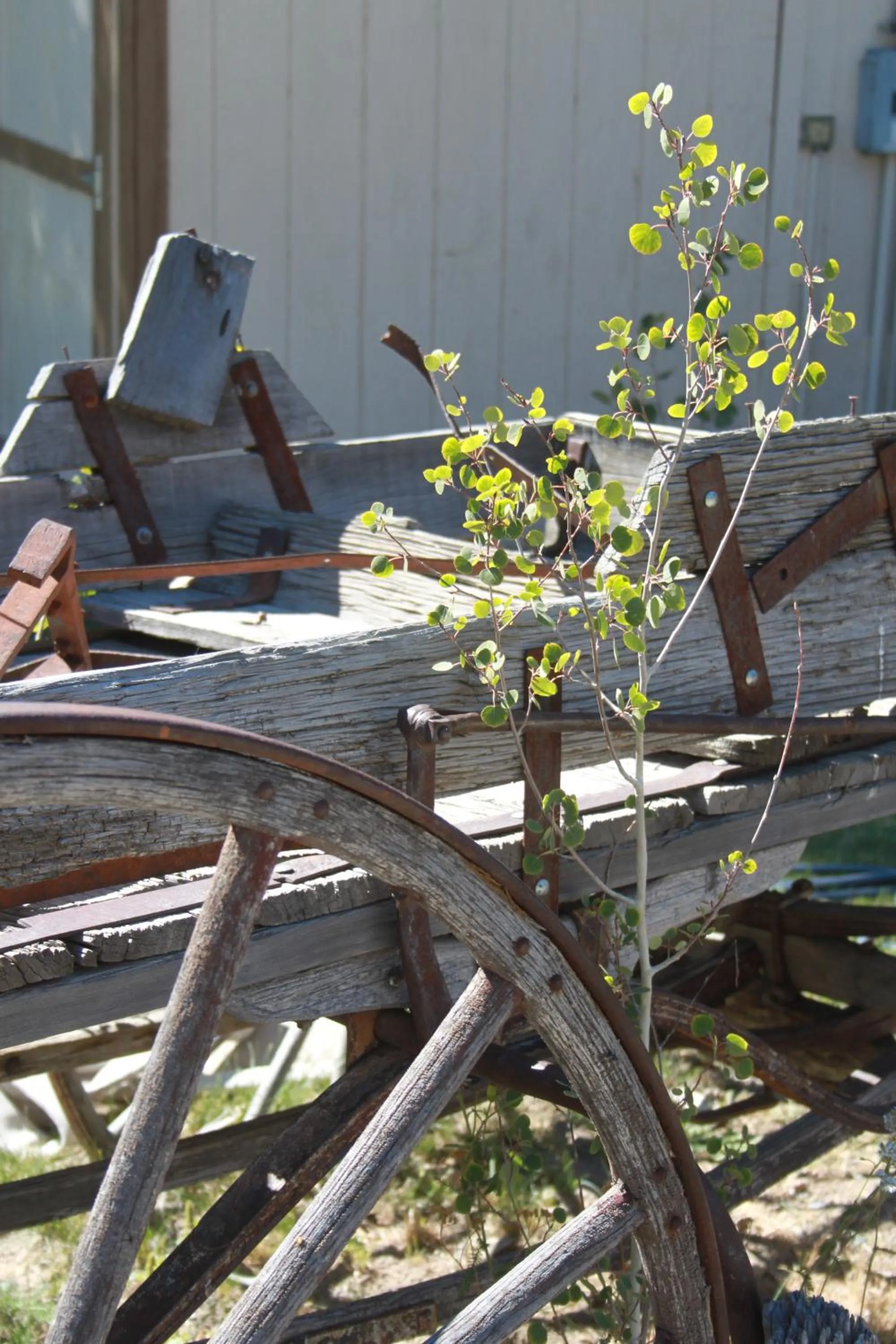 Other in Virginia Creek Settlement