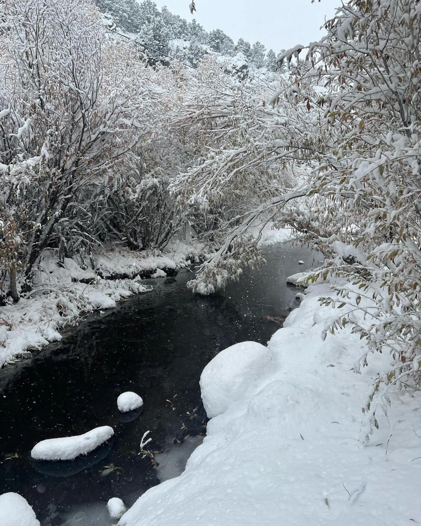 Natural landscape in Virginia Creek Settlement