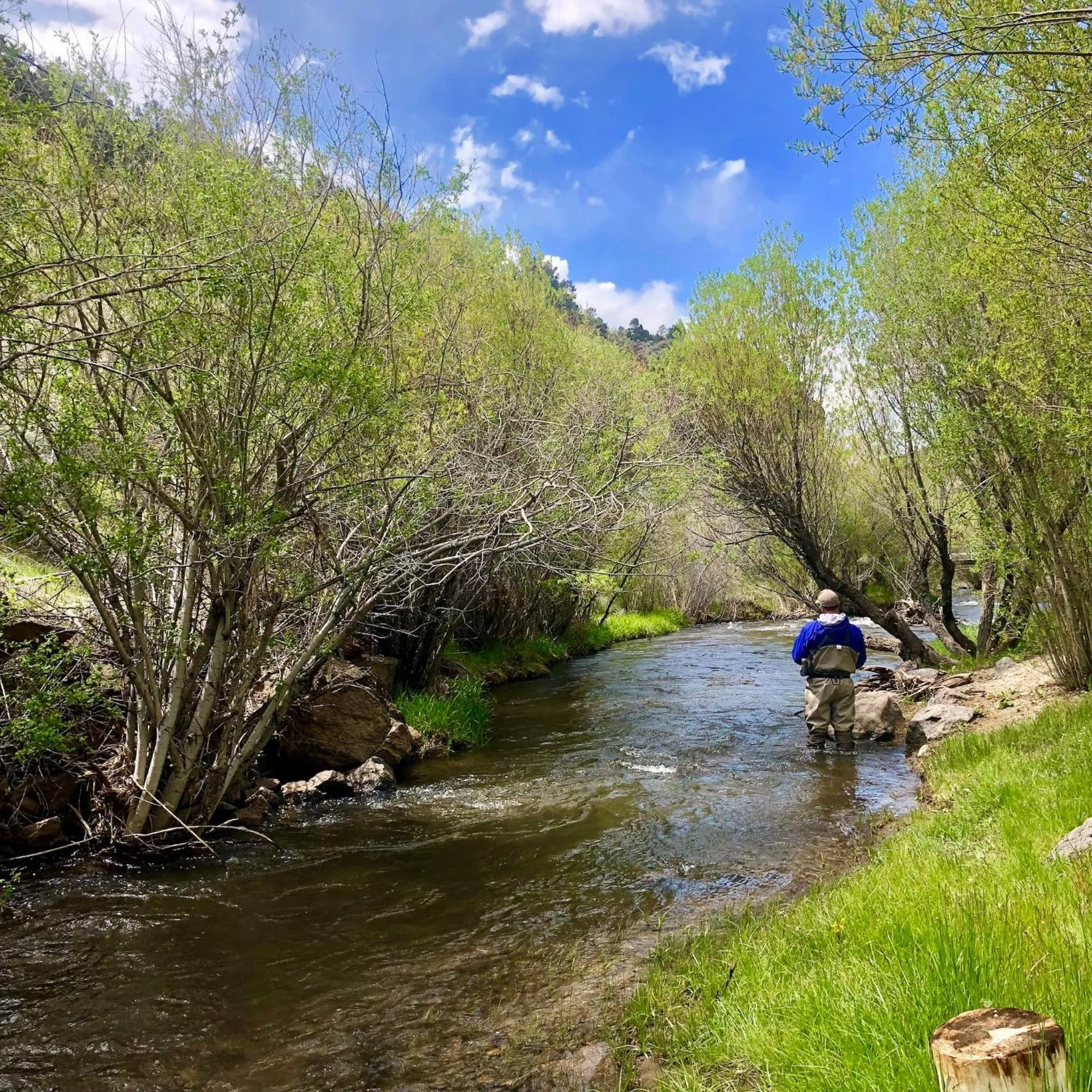 Natural landscape in Virginia Creek Settlement