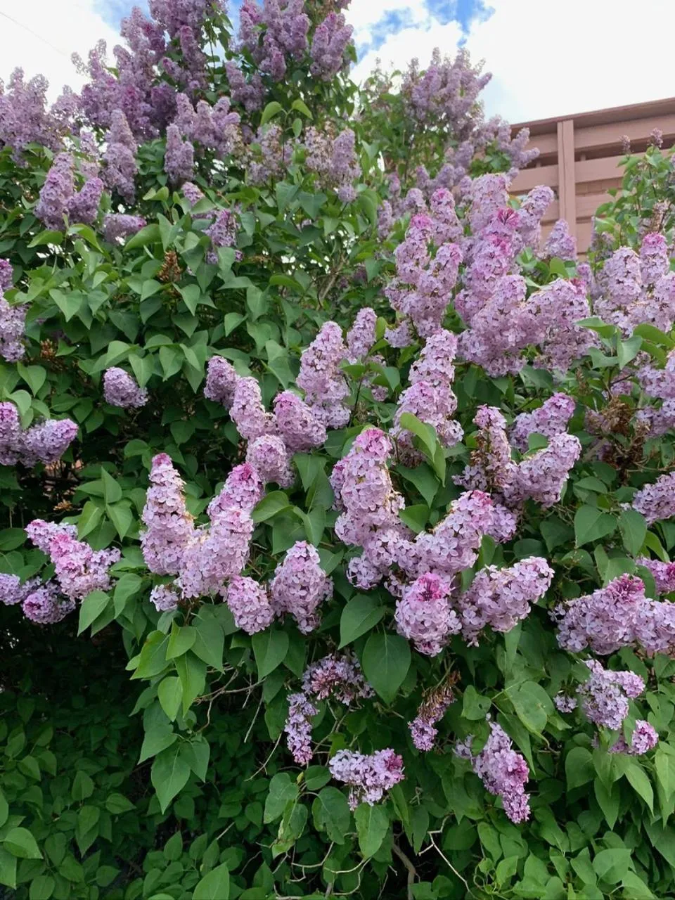 Natural landscape in Virginia Creek Settlement