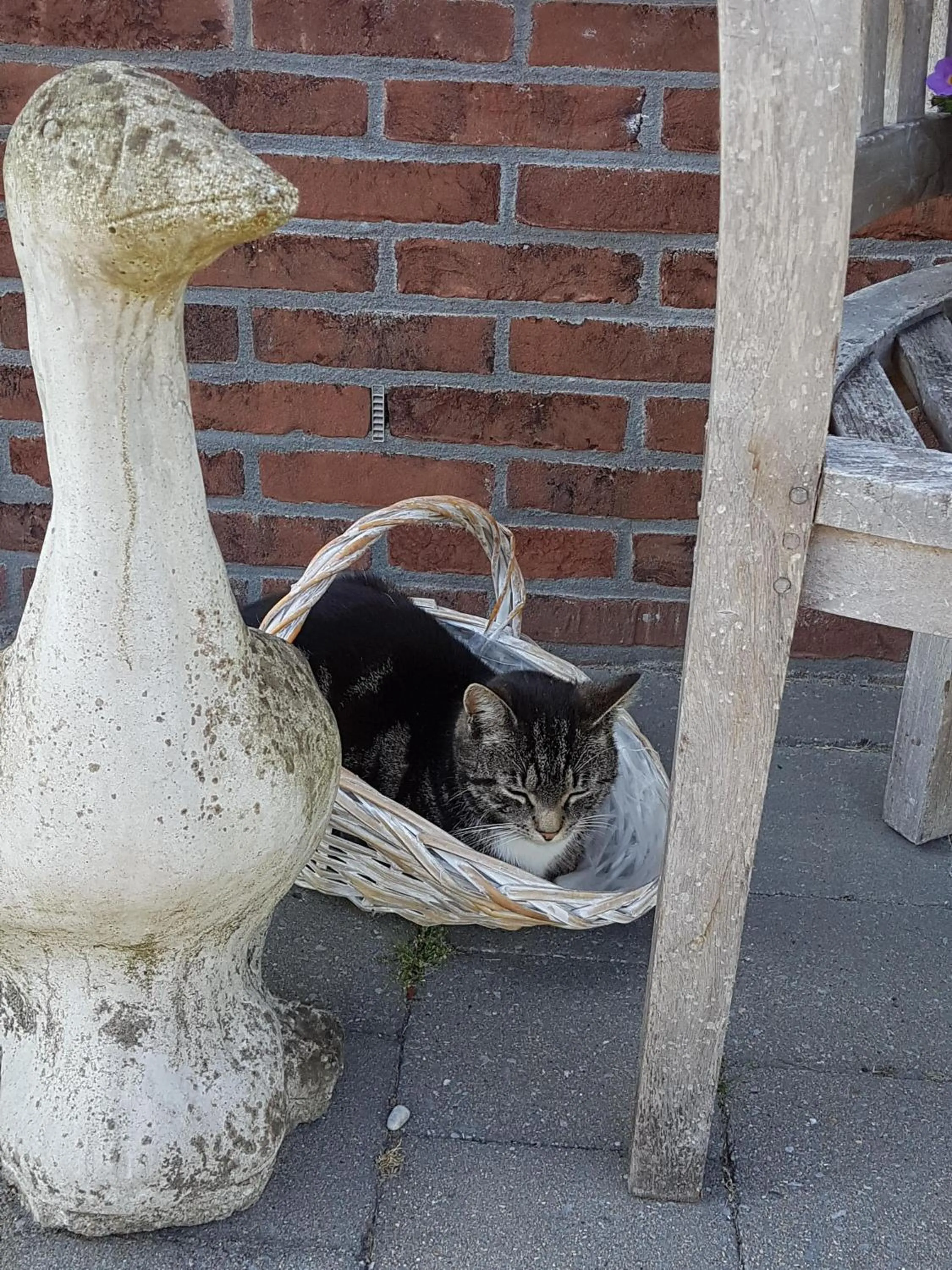 Pets in B&B Biesehof