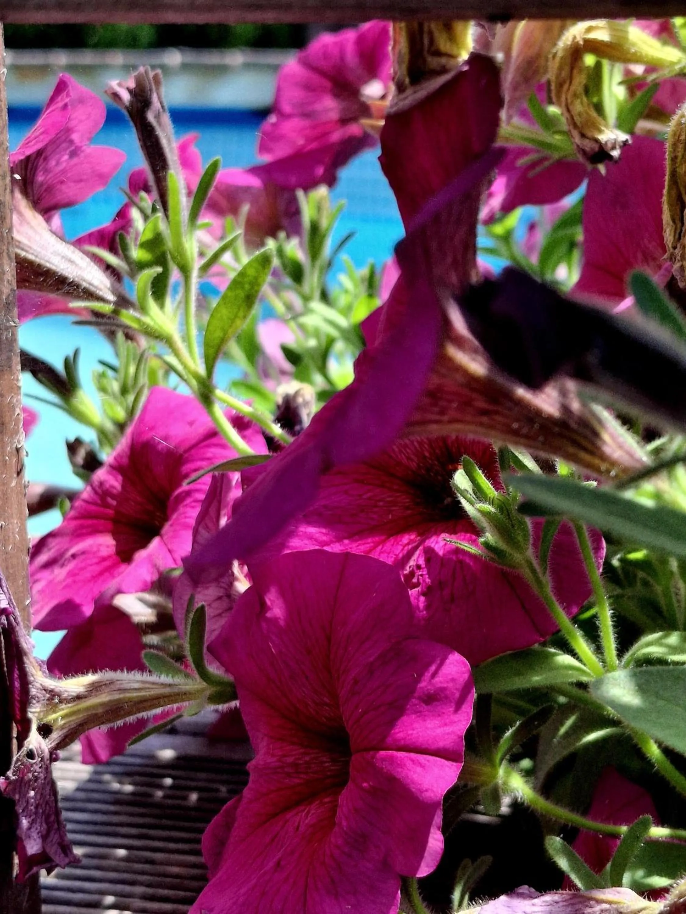 Garden in OSADA POD LASEM